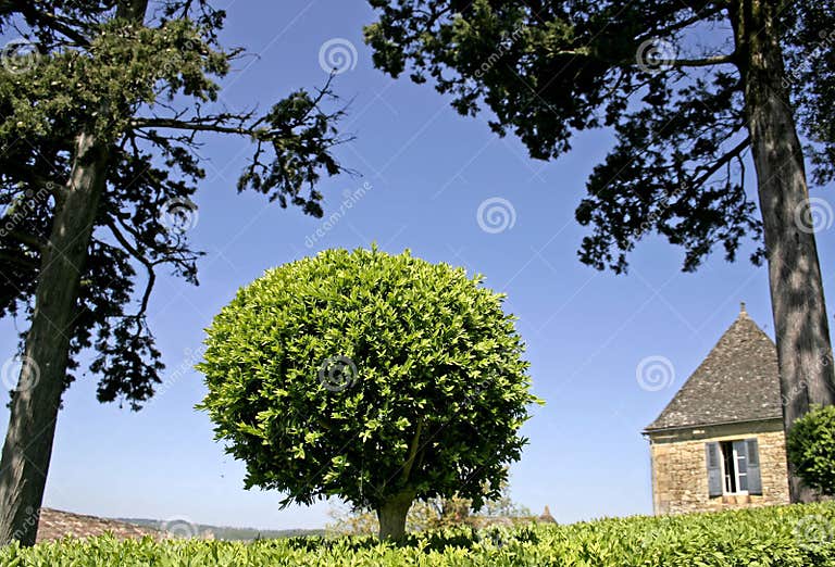 Shaped Boxtree Bush in Garden Stock Image Image of botany, green