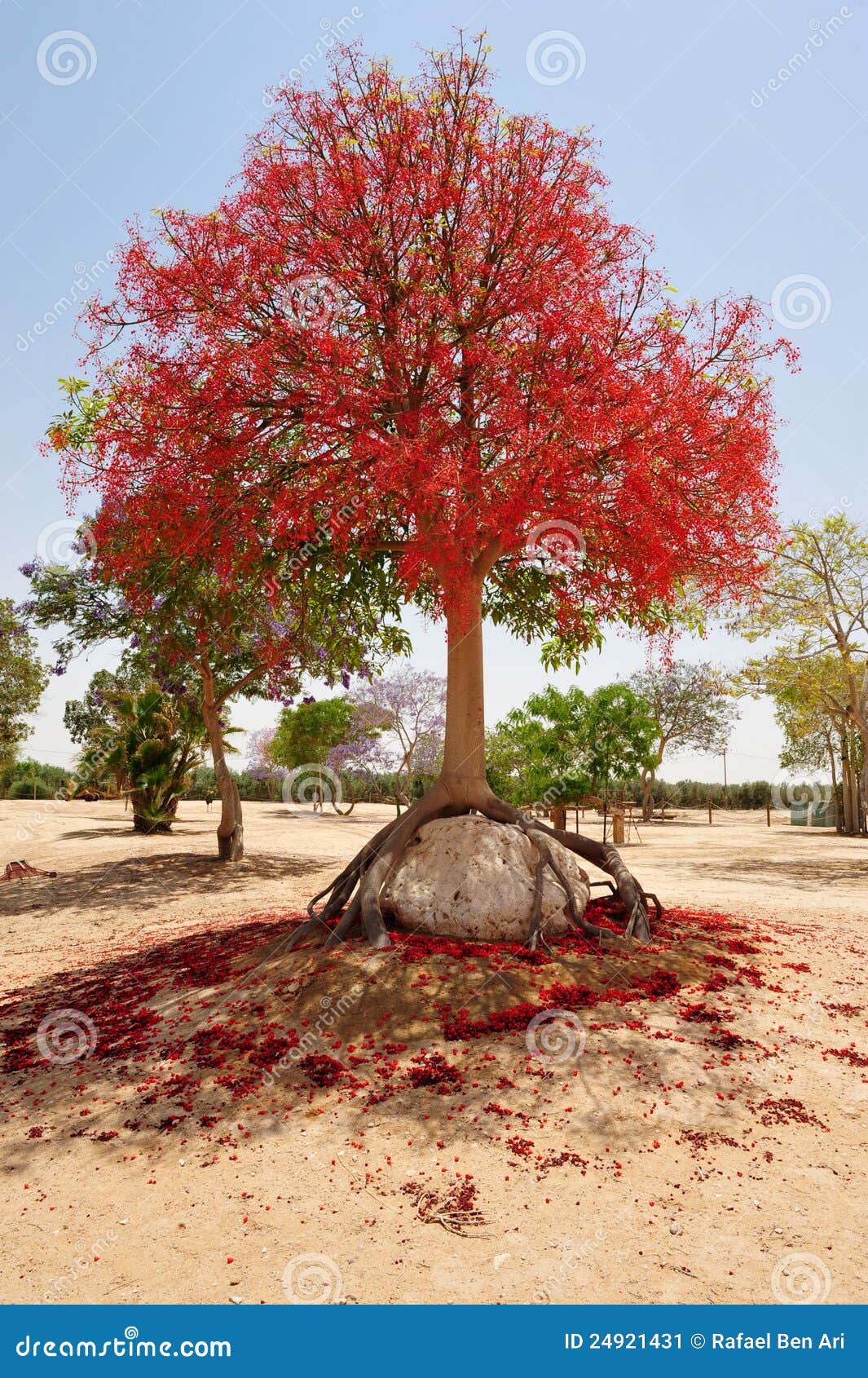 Shaped Trees stock image. Image of agriculture, israeli - 24921431