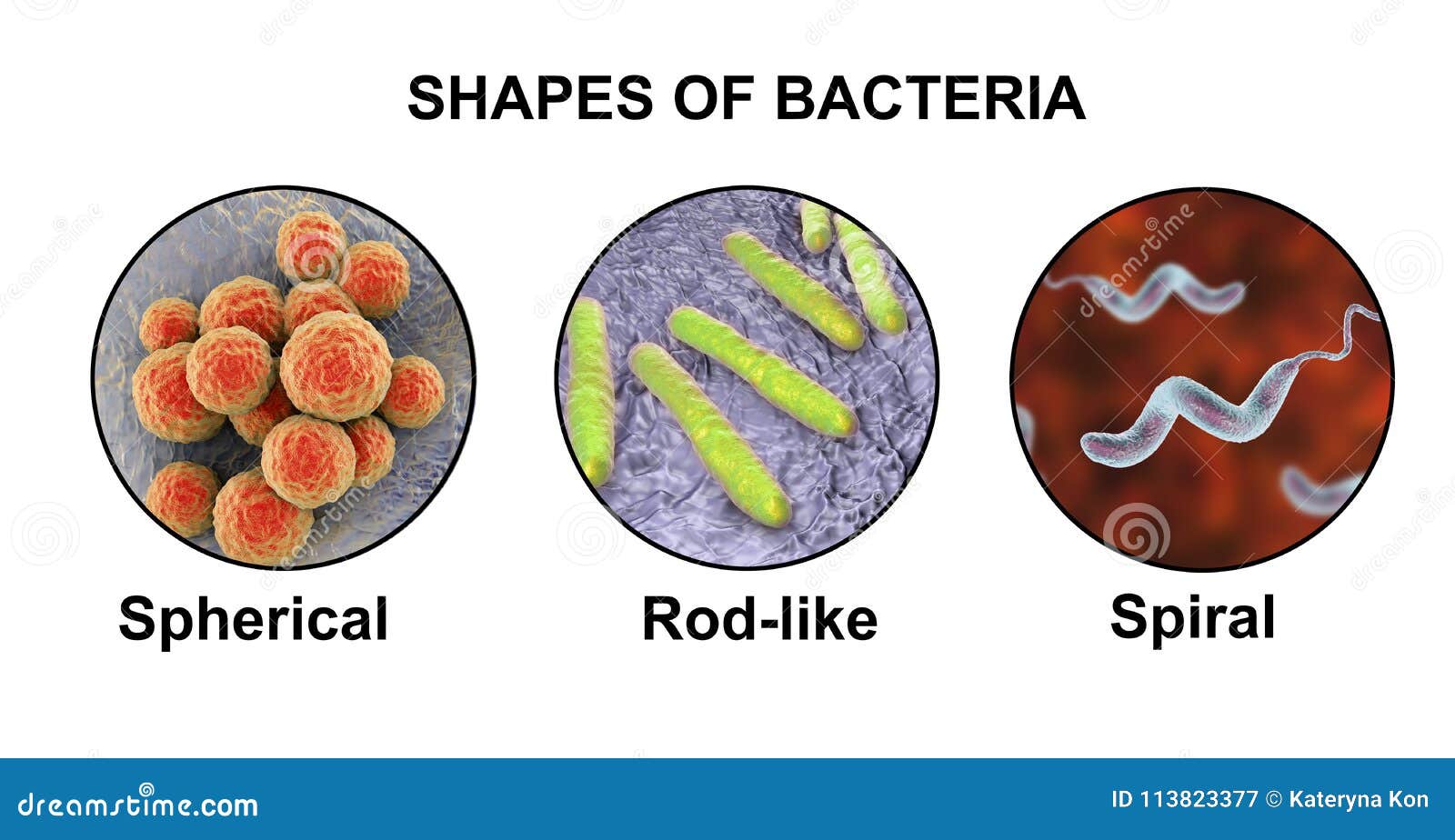 bacteria shapes and arrangement bacteria shapes and arrangement