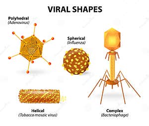 Morphology Of Microorganisms Cocci Vector Illustration CartoonDealer 
