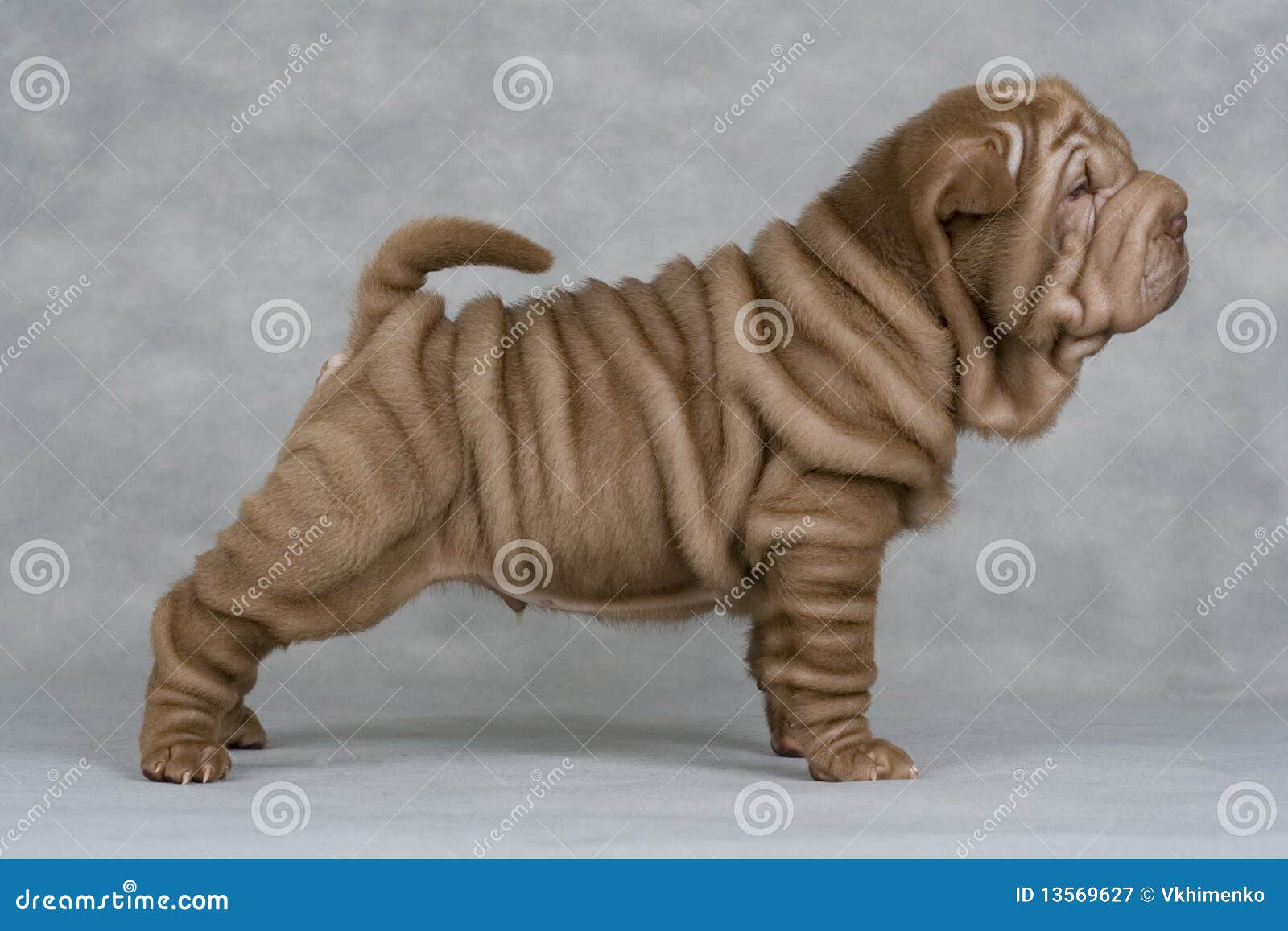 free shar pei