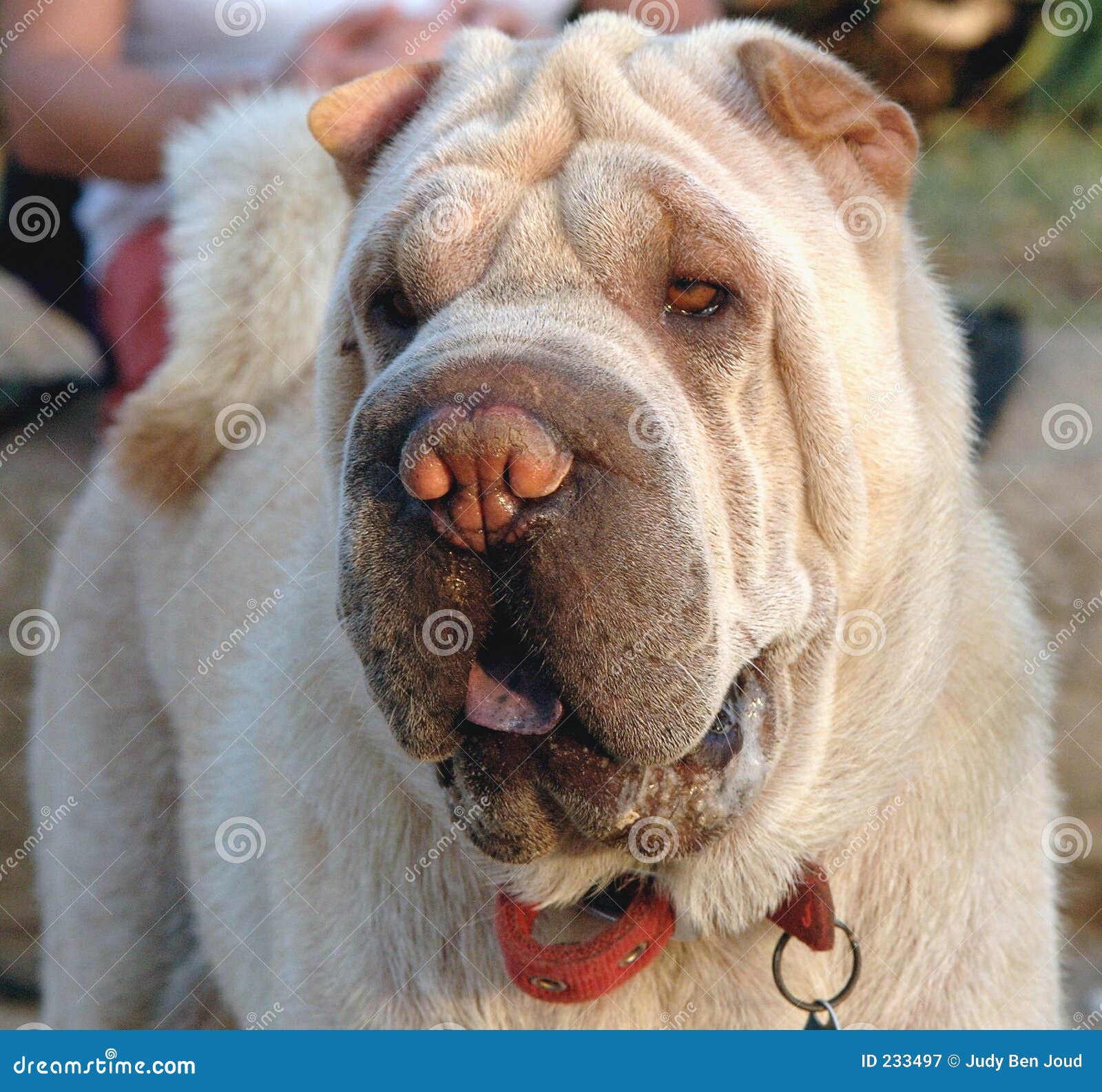 Shar pei tongue pictures sales