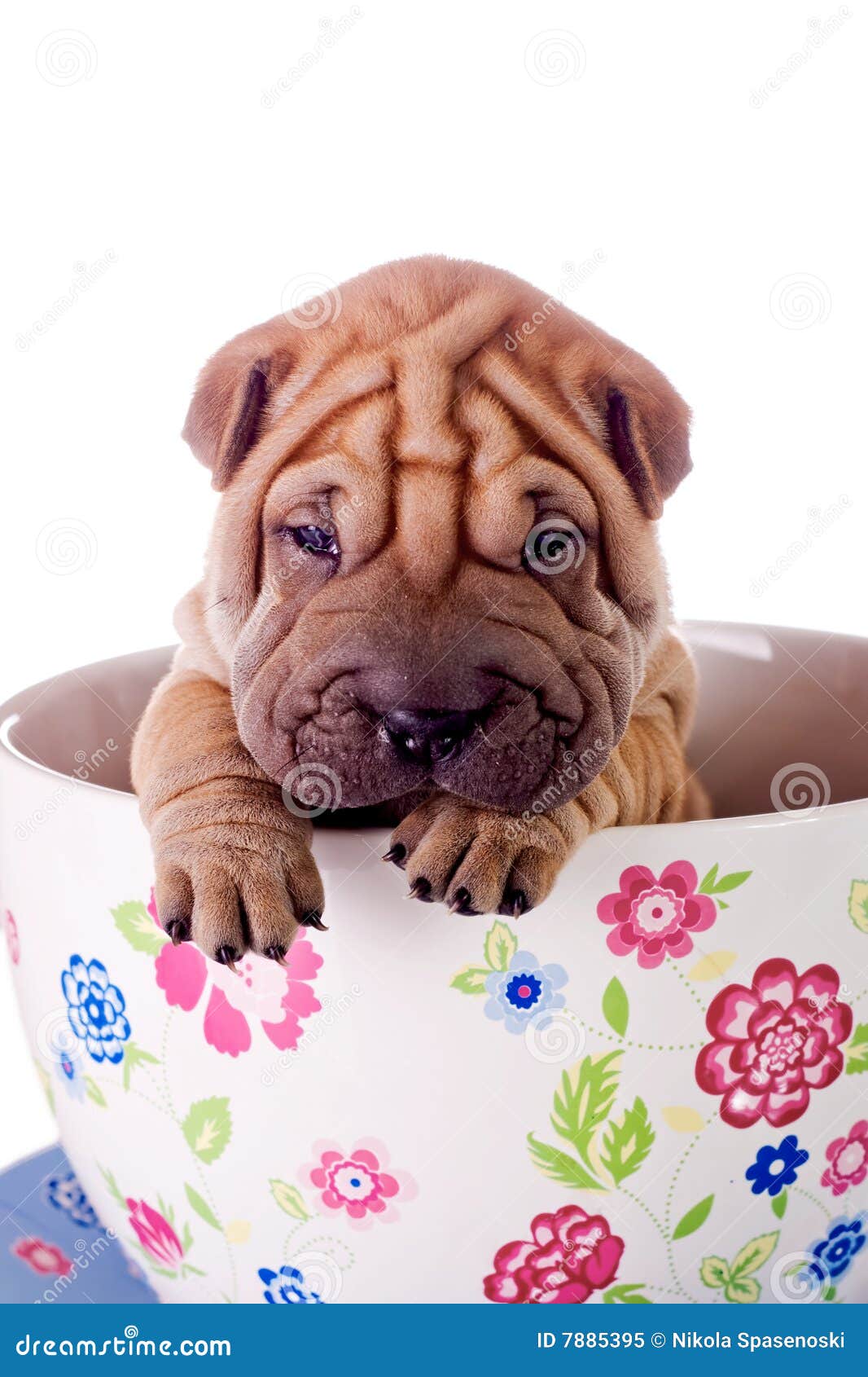 cup dog