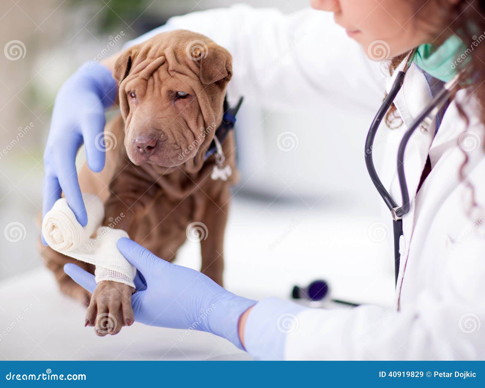Shar Pei Dog Getting Bandage after Injury on His Leg by a Veter Stock