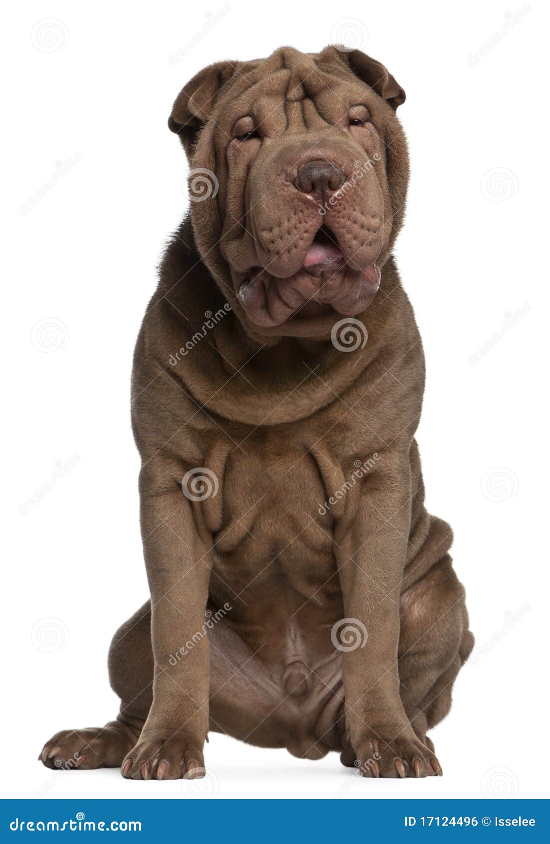 shar pei puppy, 5 months old, sitting