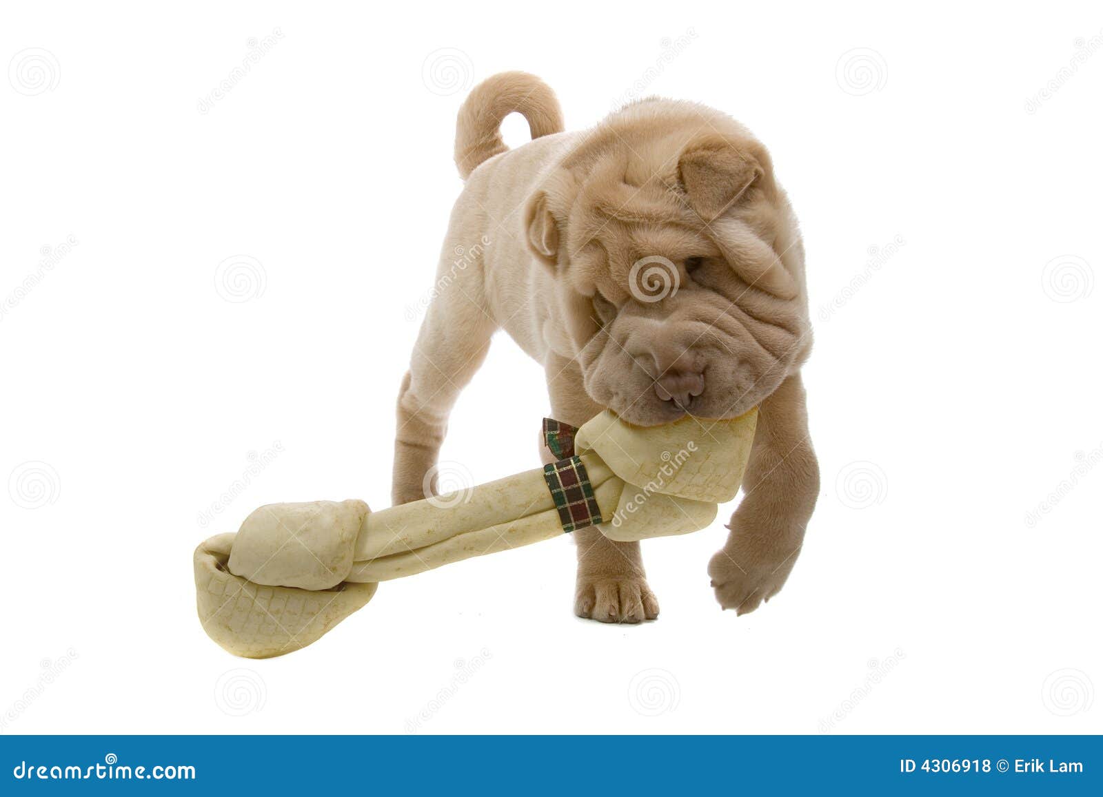SharPei Puppy Dog with a Bone Stock Photo Image of animal, domestic