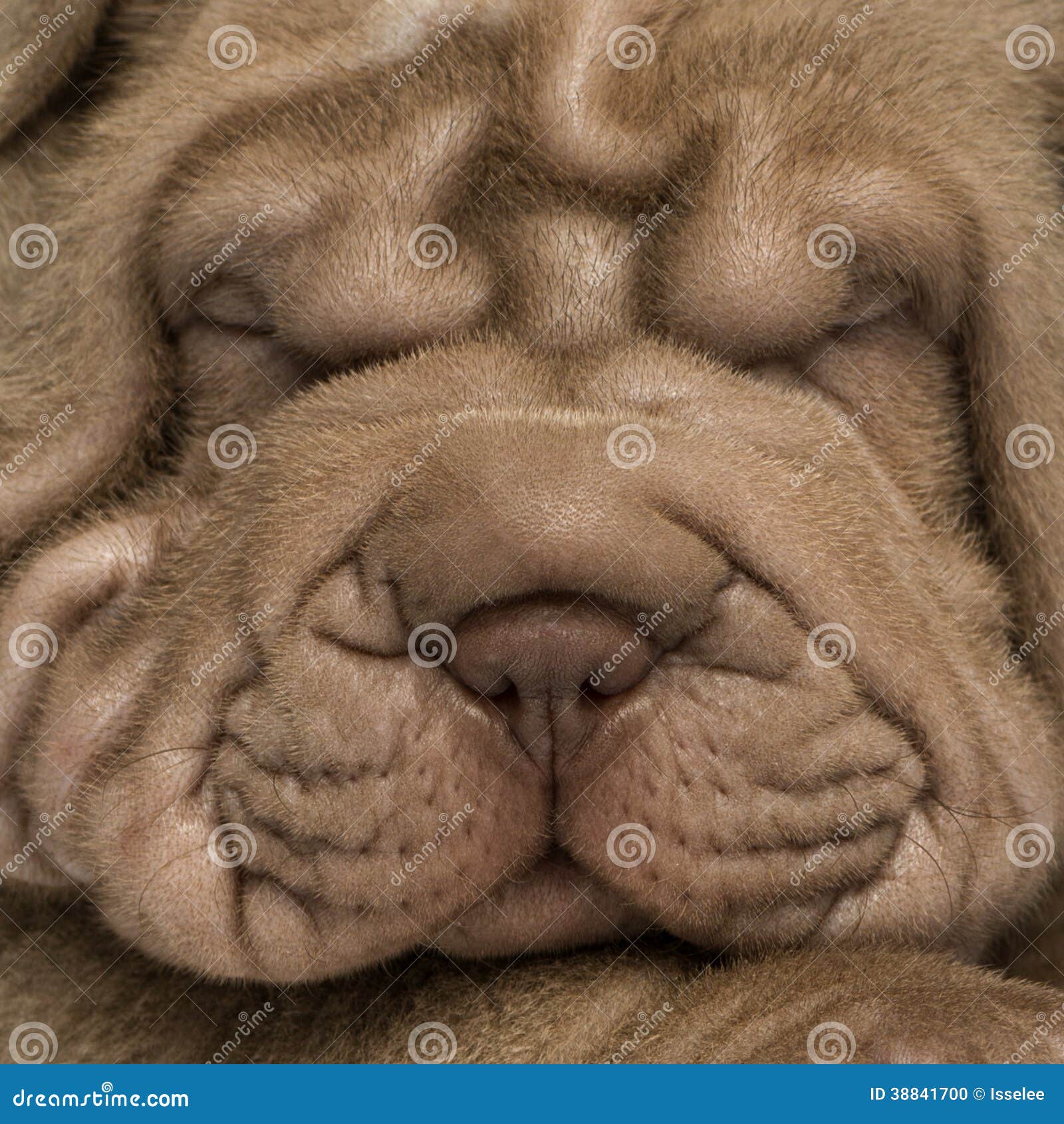 Shar Pei Puppy S Face Isolated On White Stock Photo Image Of Sharpei Purebred 38841700