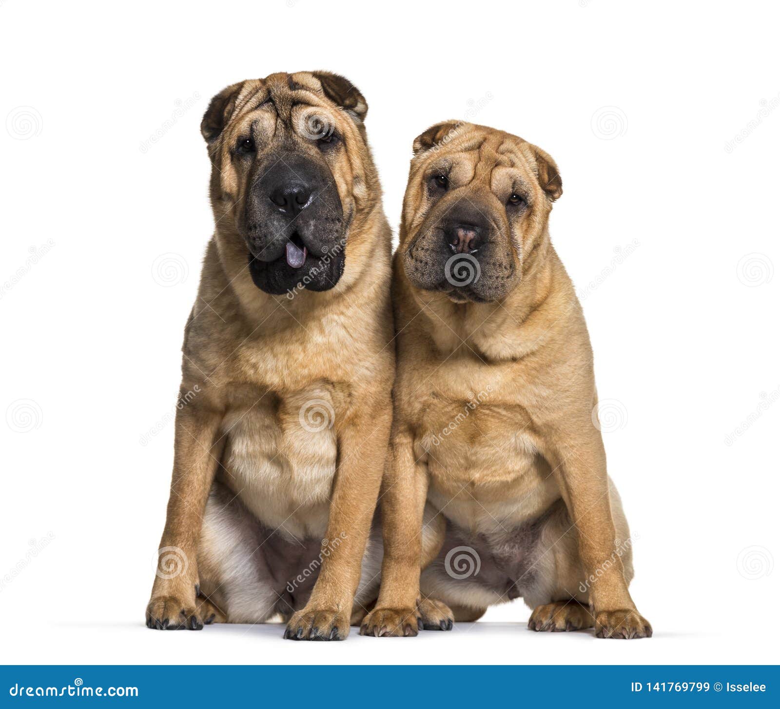 shar pei sitting in front of white background