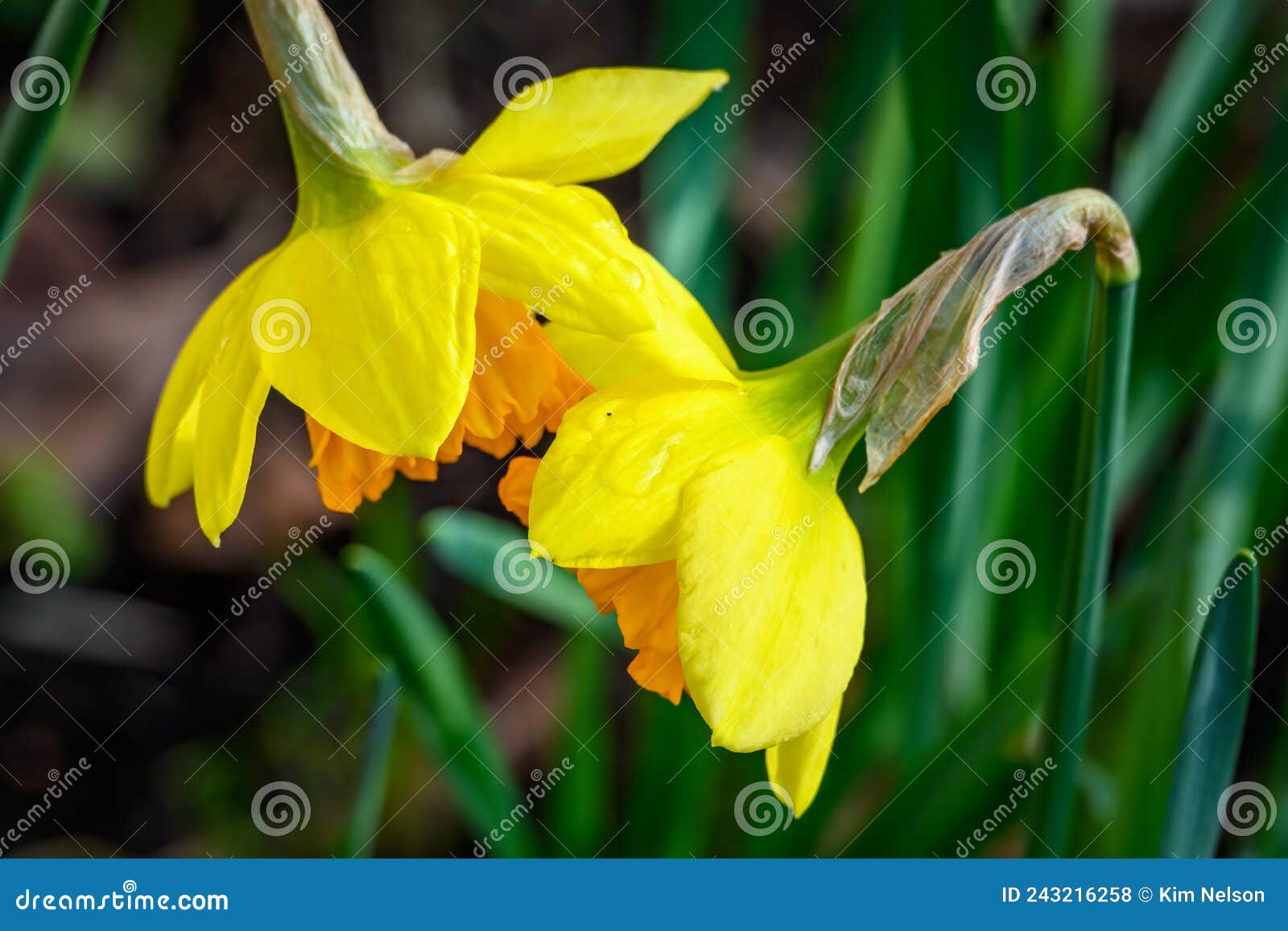 Sharing Secrets, Cheerful Yellow Daffodils Leaning Towards Each Other