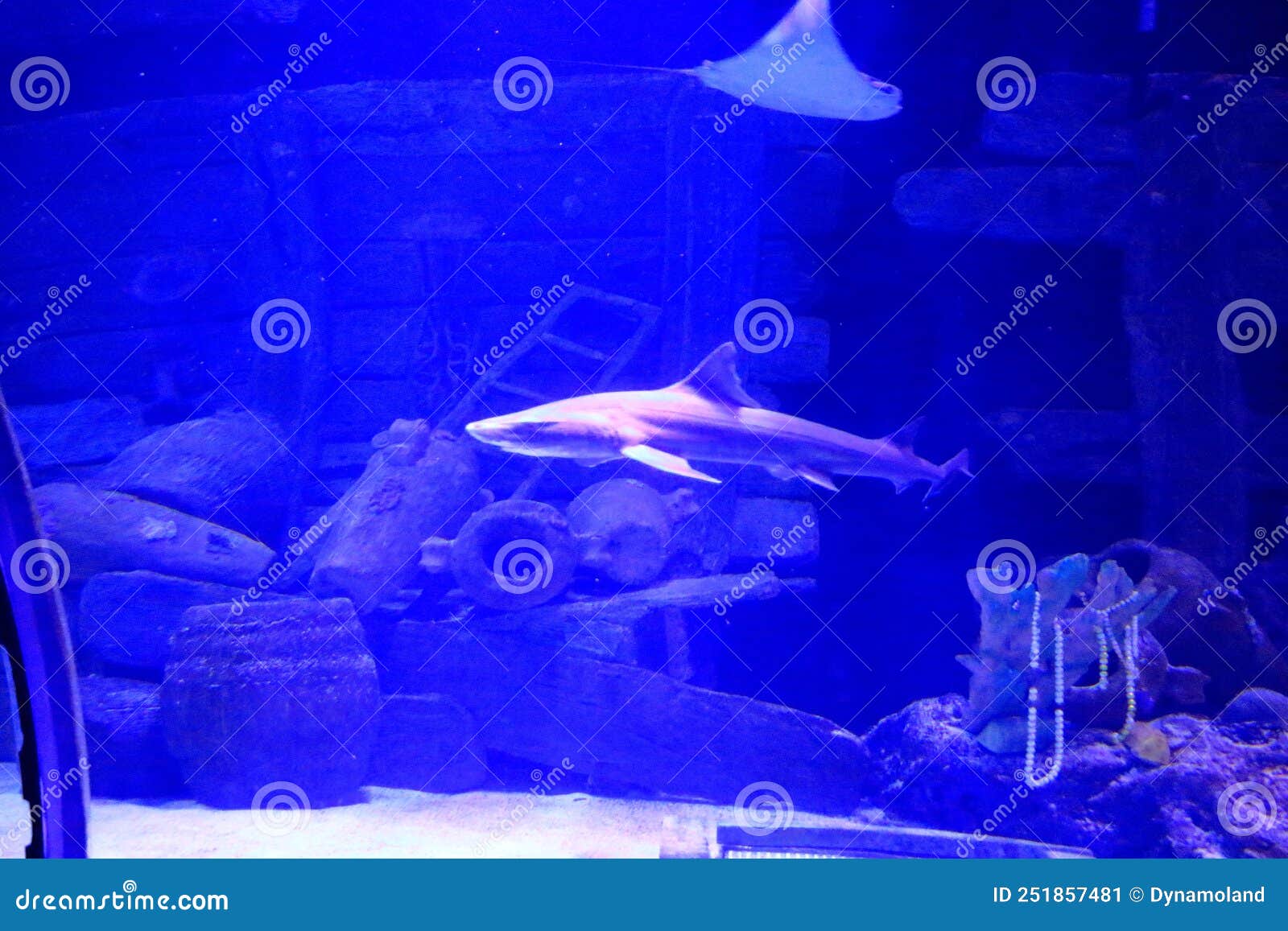 Shark at Antalya Aquarium in Turkey Stock Image Image of predator, scuba 251857481
