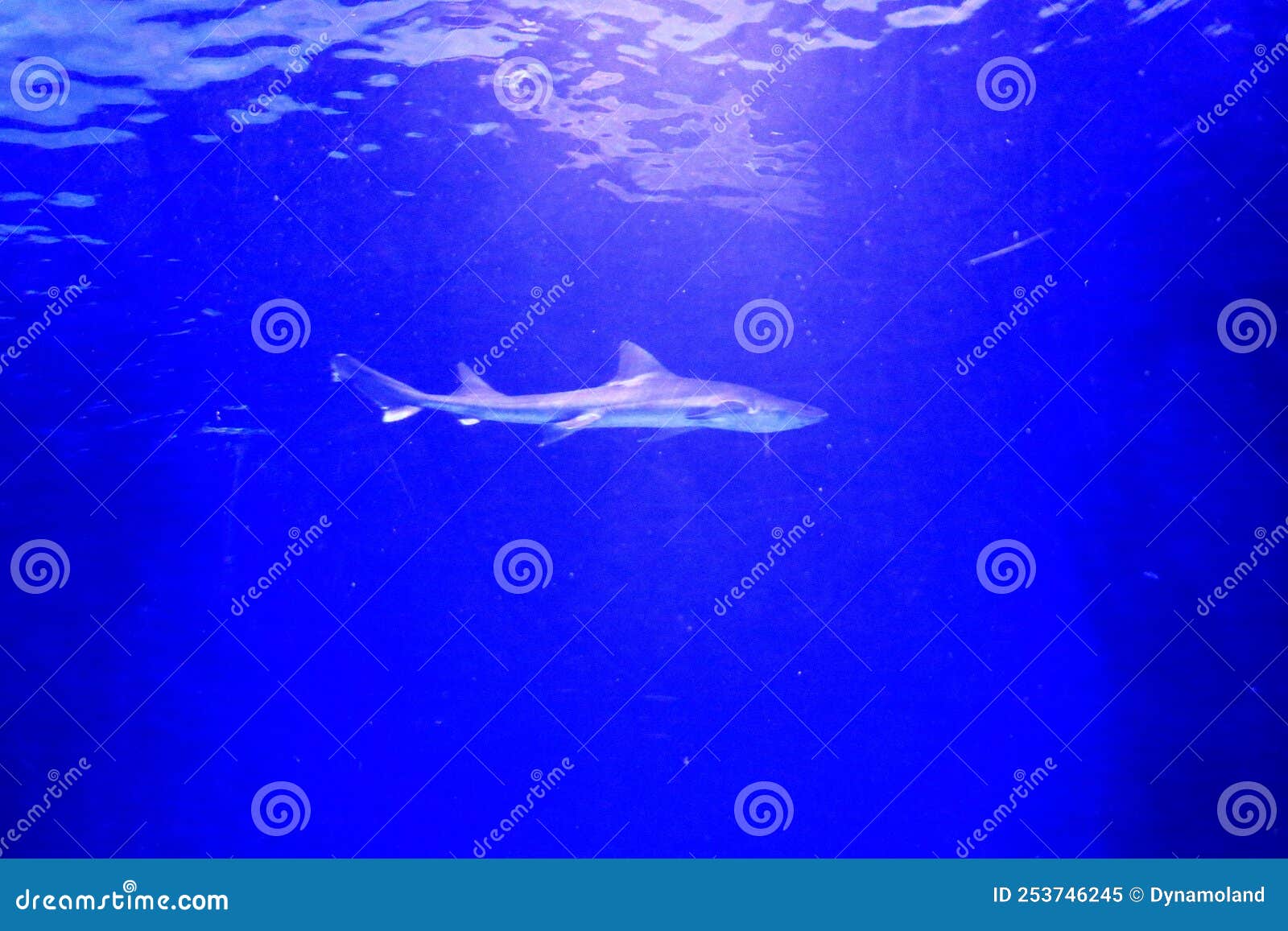 Shark at Antalya Aquarium in Turkey Stock Image Image of deep, reef 253746245