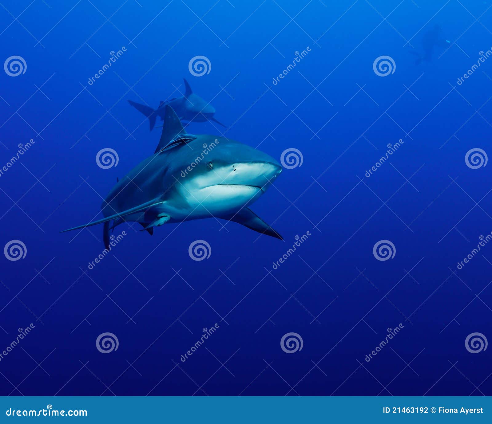 Shark approach stock photo. Image of shots, underwater - 21463192