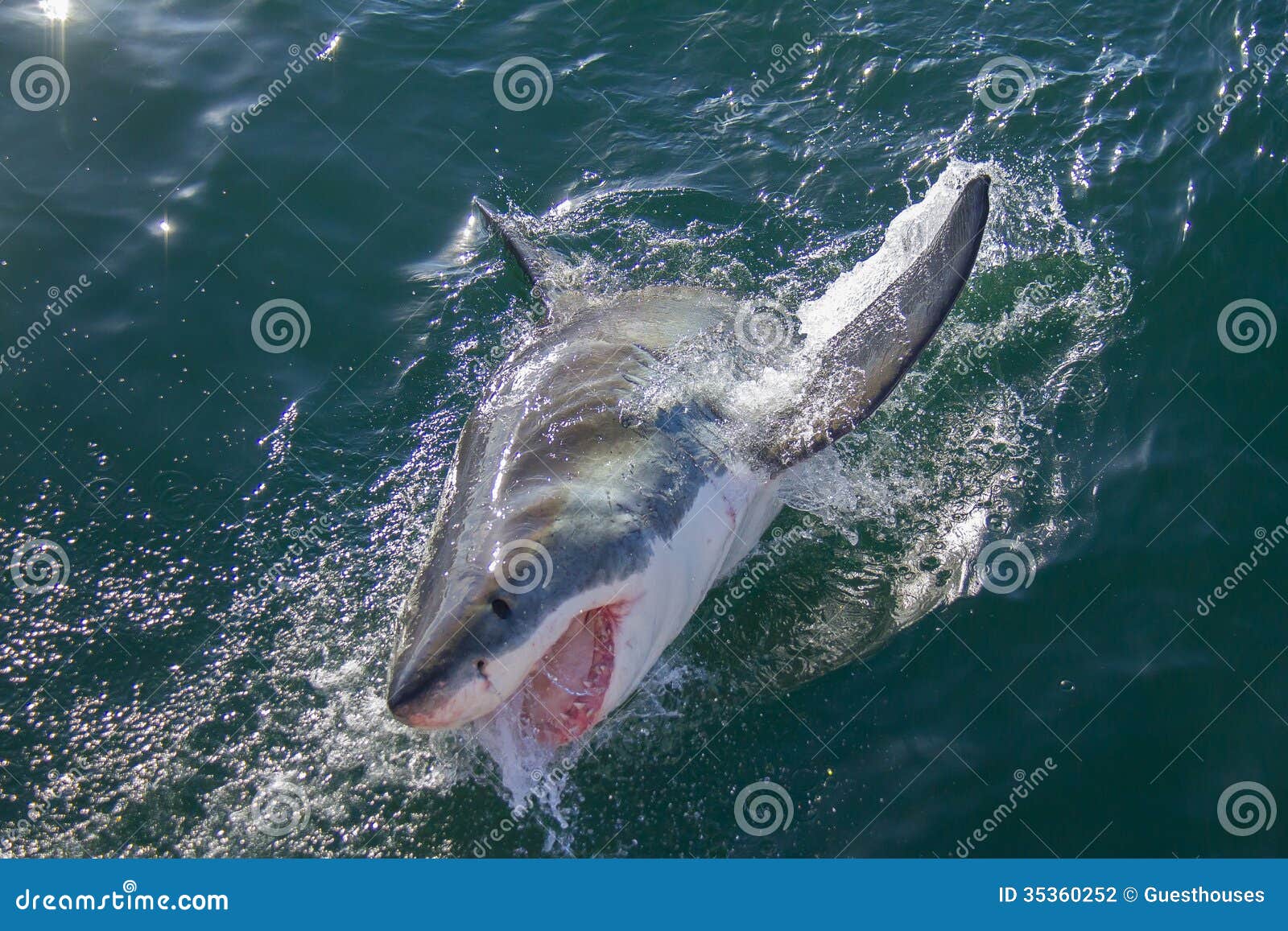 shark breaching the ocean