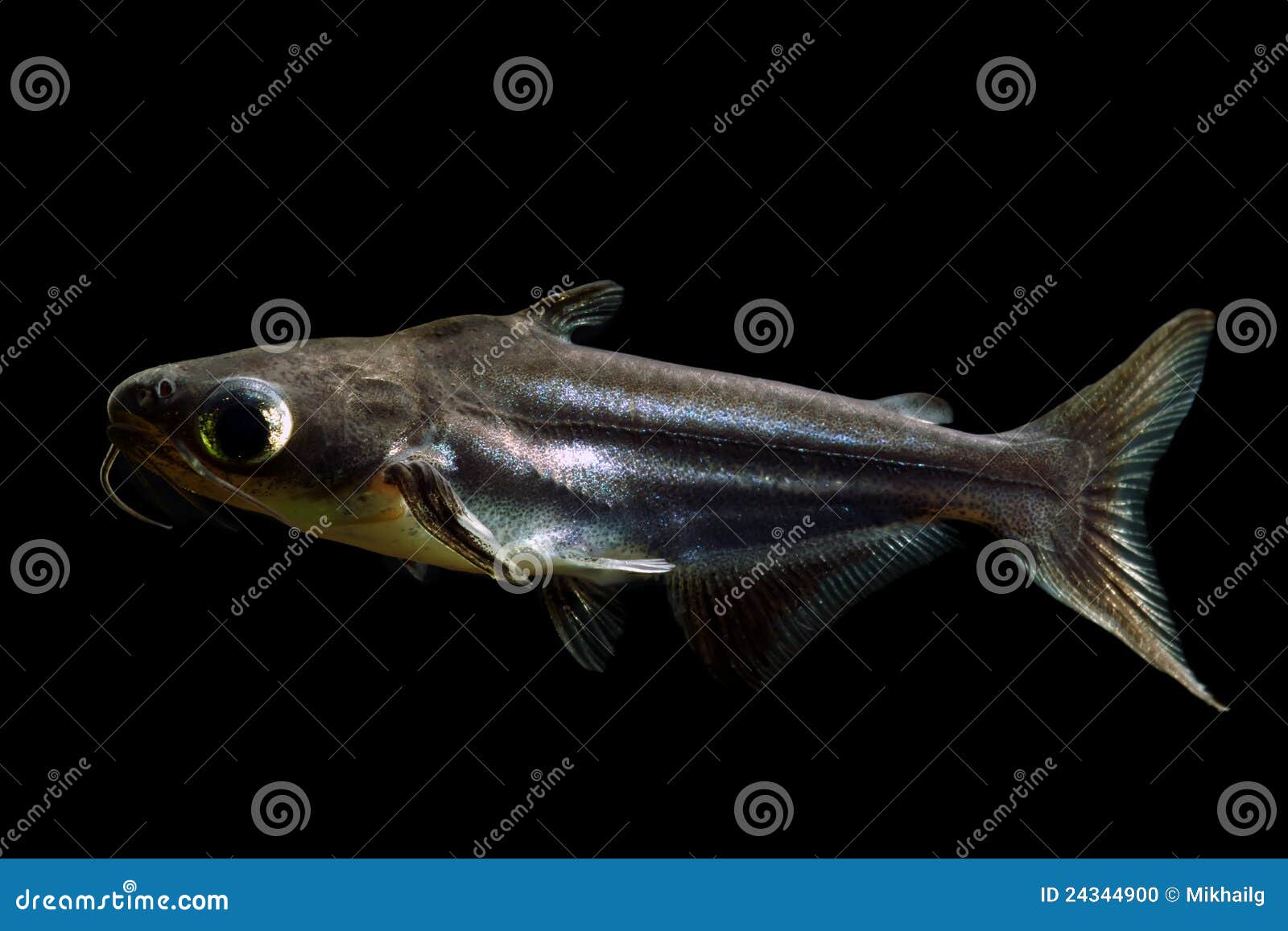 shark catfish