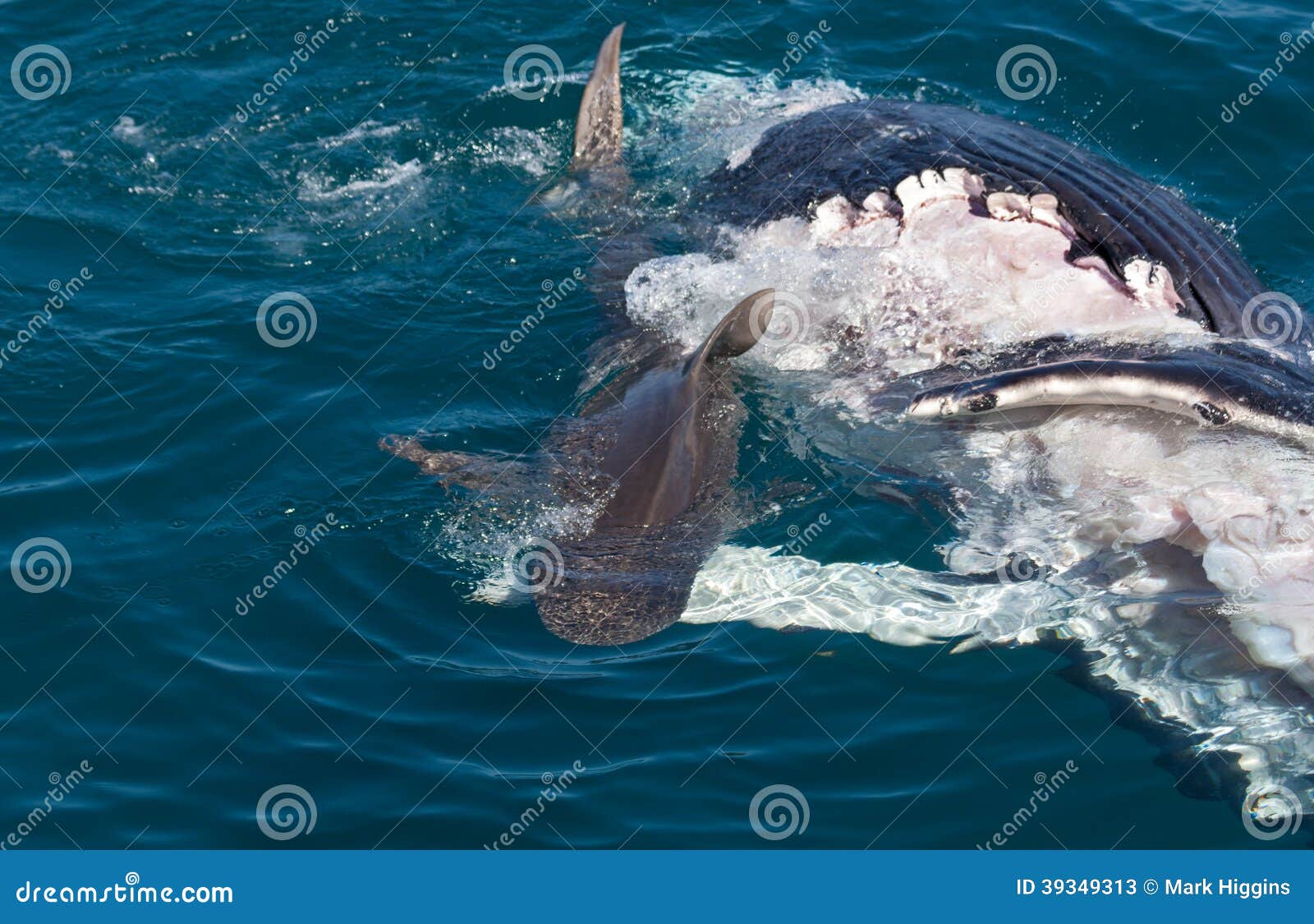 Shark Eating Whale Stock Photo - Image: 39349313
