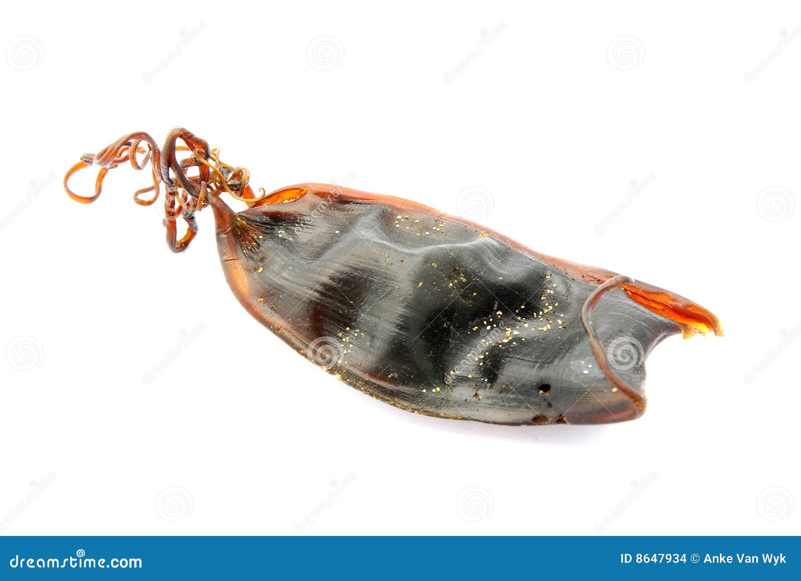 A mermaid's purse, an egg case for a ray, is found washed on the shore near  the boardwalk in Virginia Beach, Virginia, United States Stock Photo - Alamy