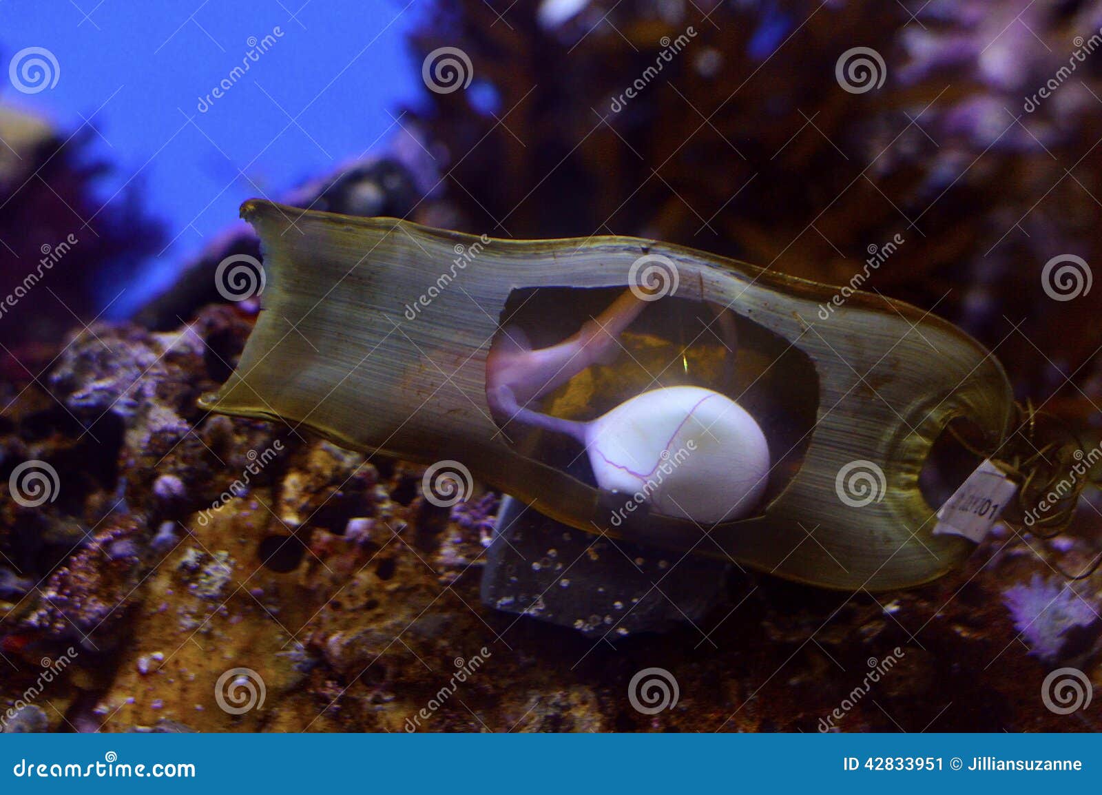 shark egg close up eggs sometimes referred to as mermaid s purses embryo can be clearly seen s 42833951