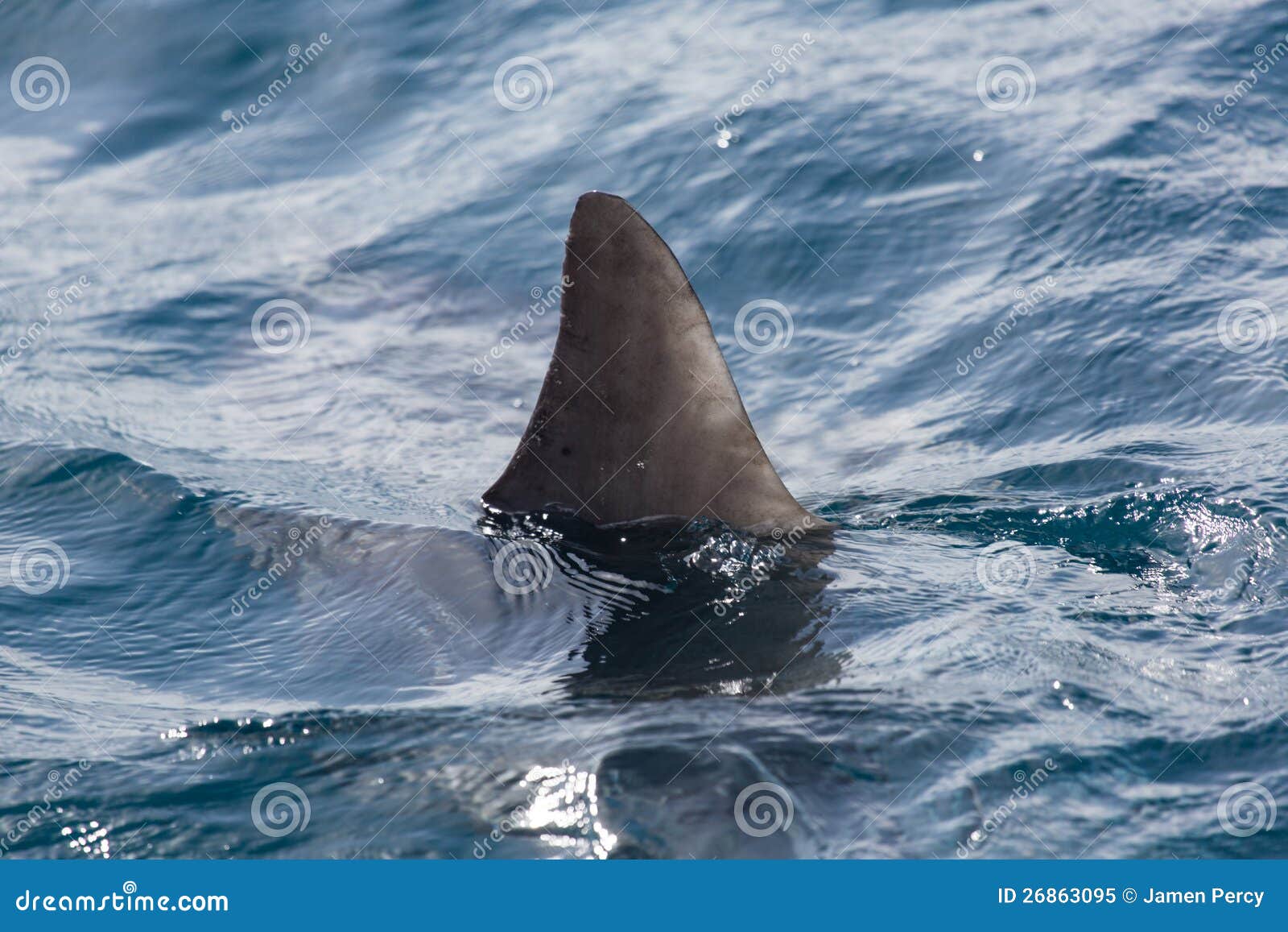 shark fin above water