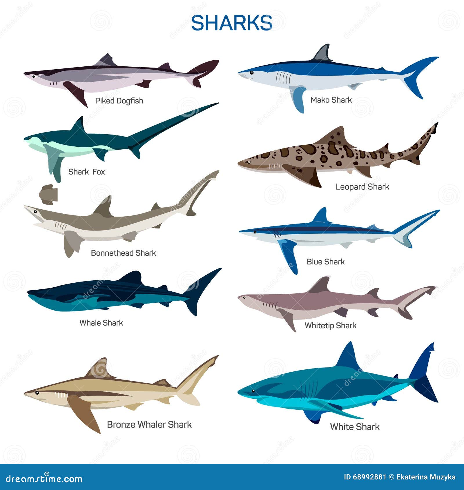 shark fish  set in flat style . different kind of sharks species icons collection.