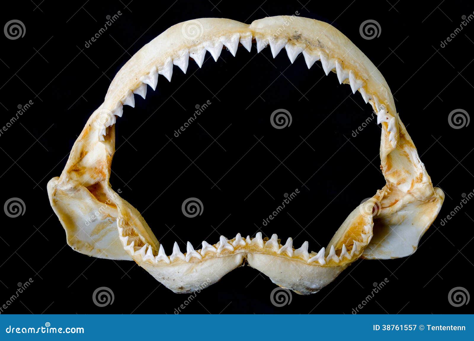 shark jaw bone