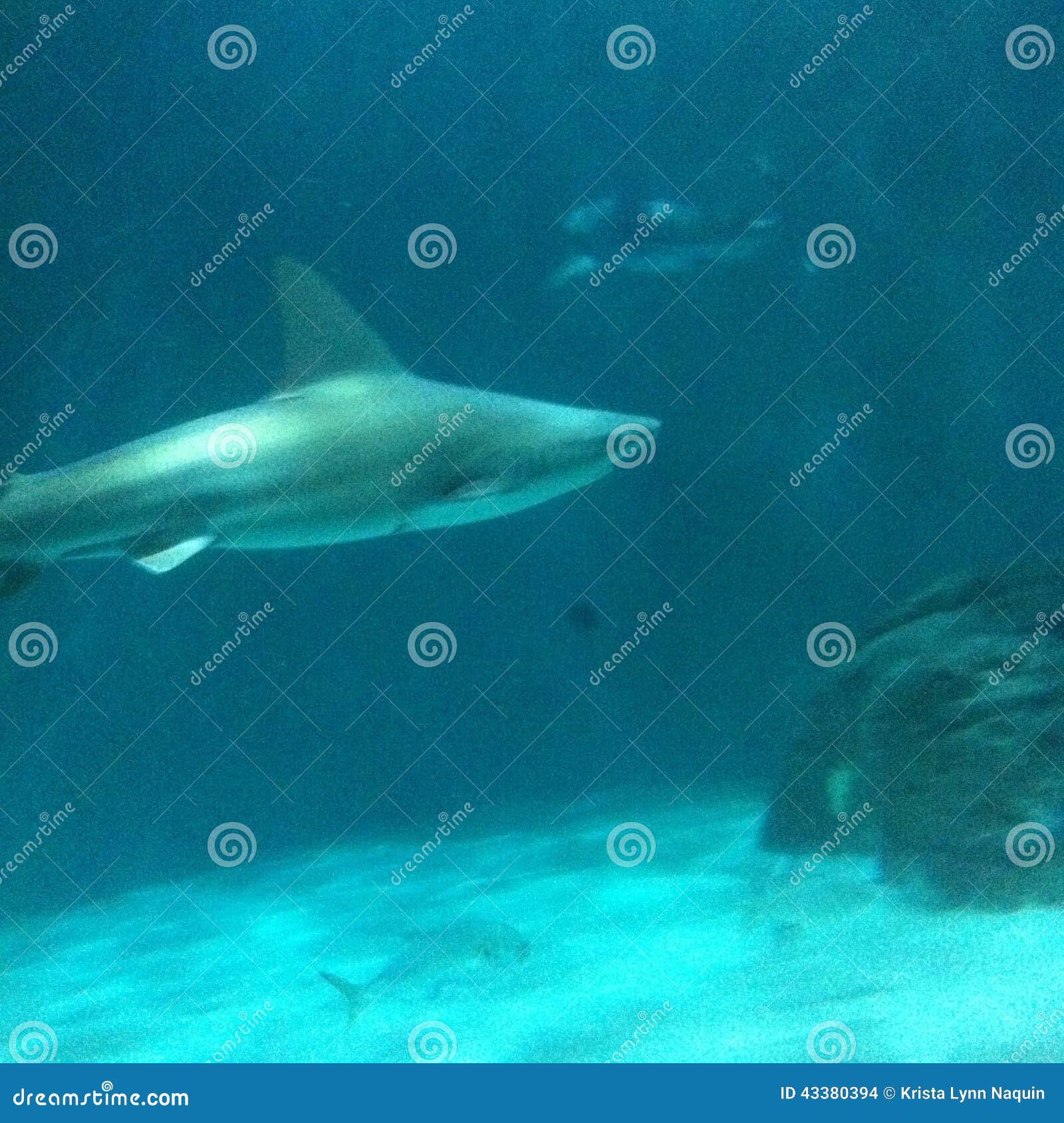 Shark stock photo. Image of orleans, shark, aquarium 43380394