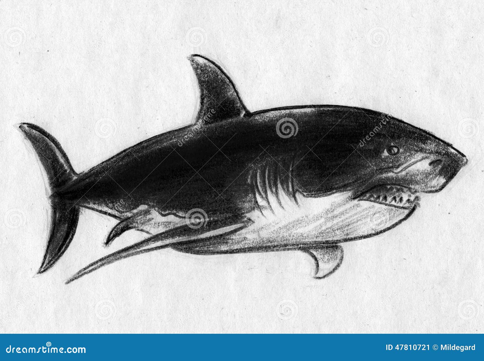 Black Shark Drawing Easy Step by Step For Kids/Beginners