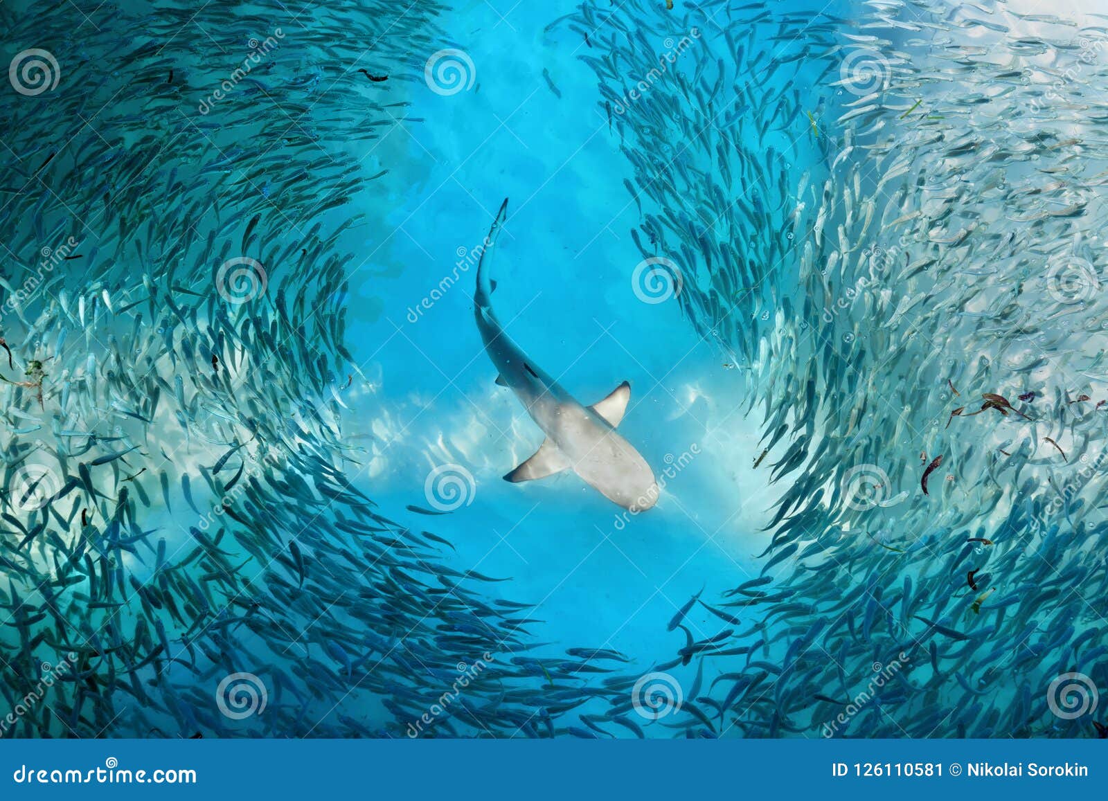 shark and small fishes in ocean
