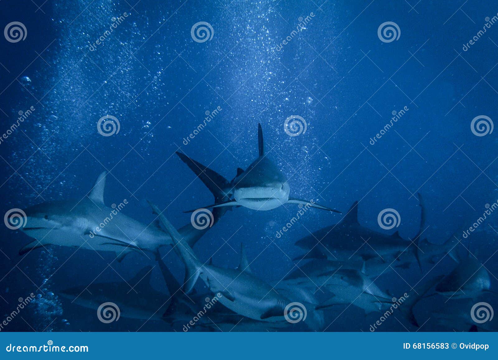 Shark tale free download movie