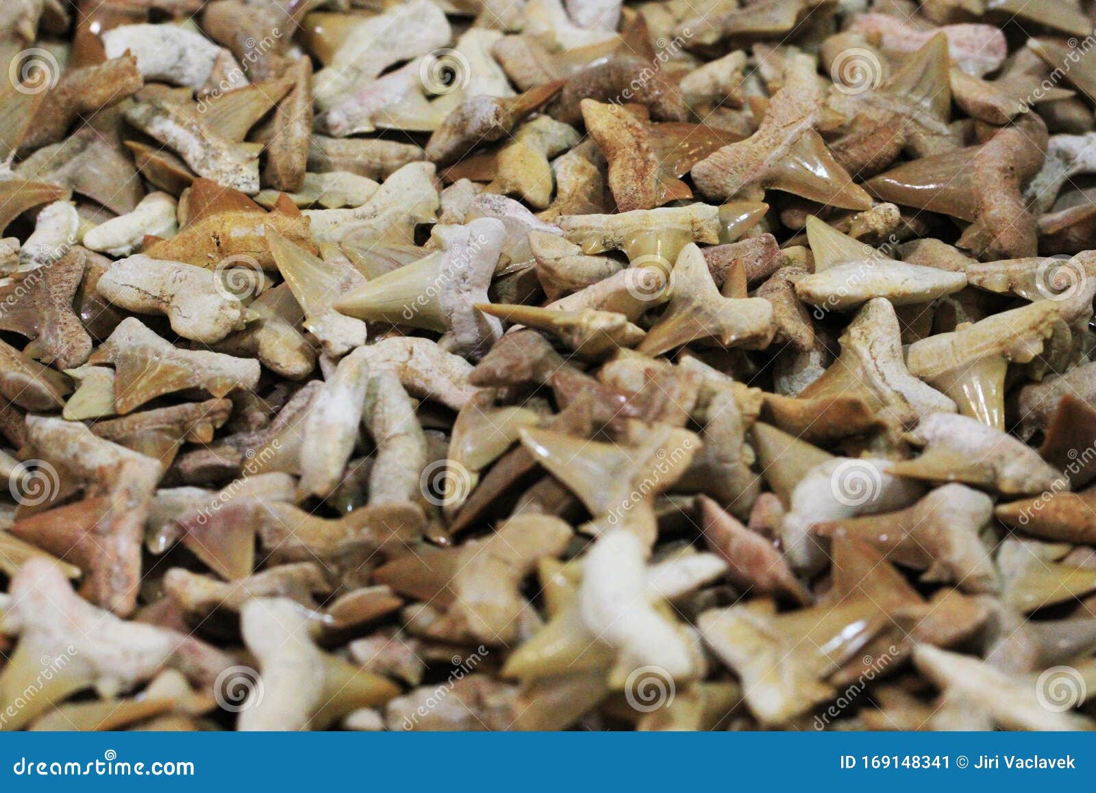 shark teeth fossil collection