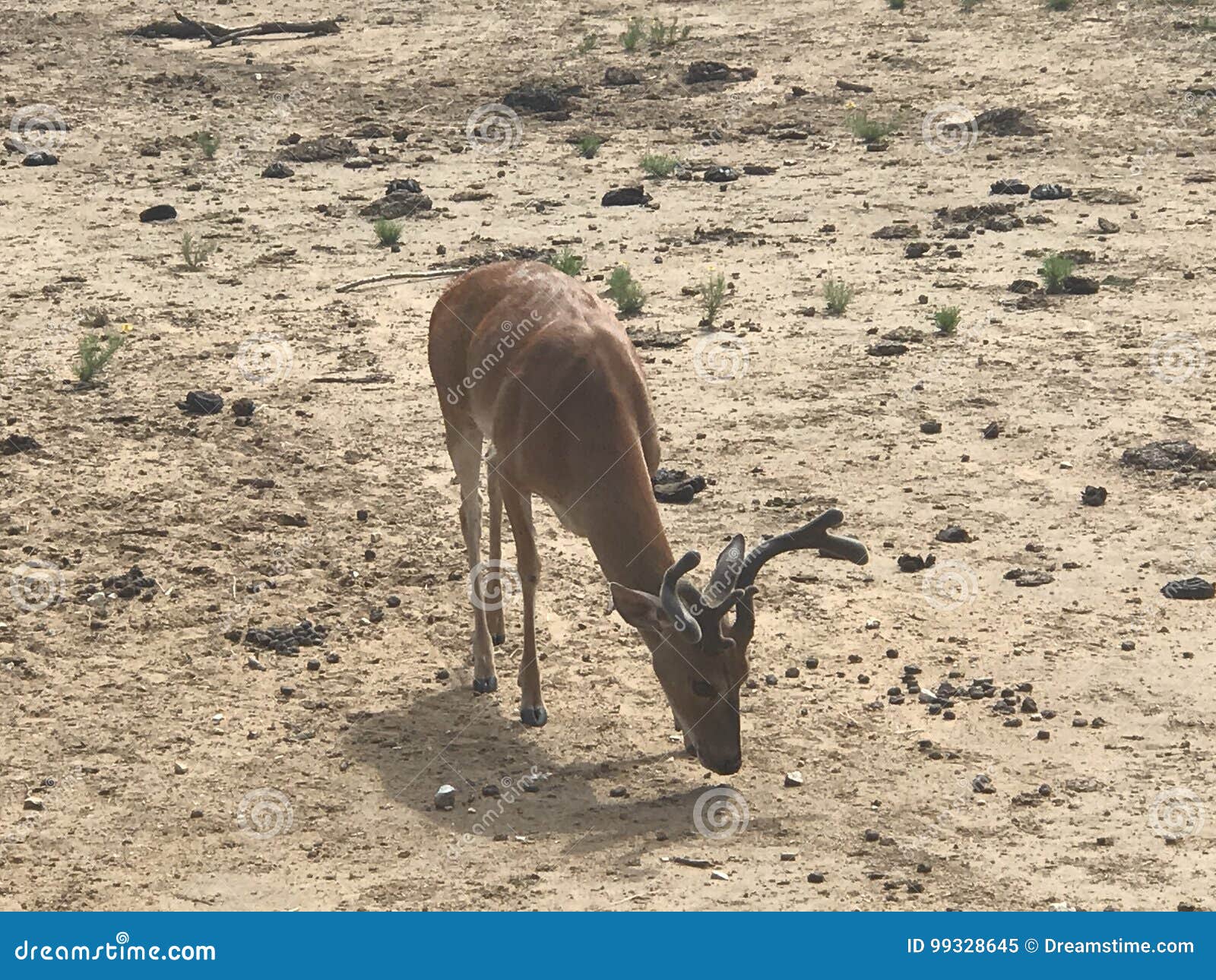 Deer stock image. Image of deer, wild, ranch, refuge 99328645