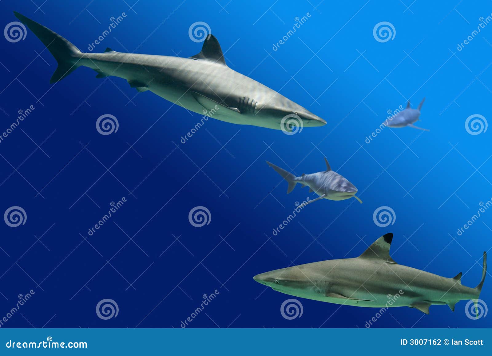 Sharks including Blacktip Reef Shark (Carcharhinus melanopterus) and Grey Reef Shark (Carcharhinus amblyrhynchos)