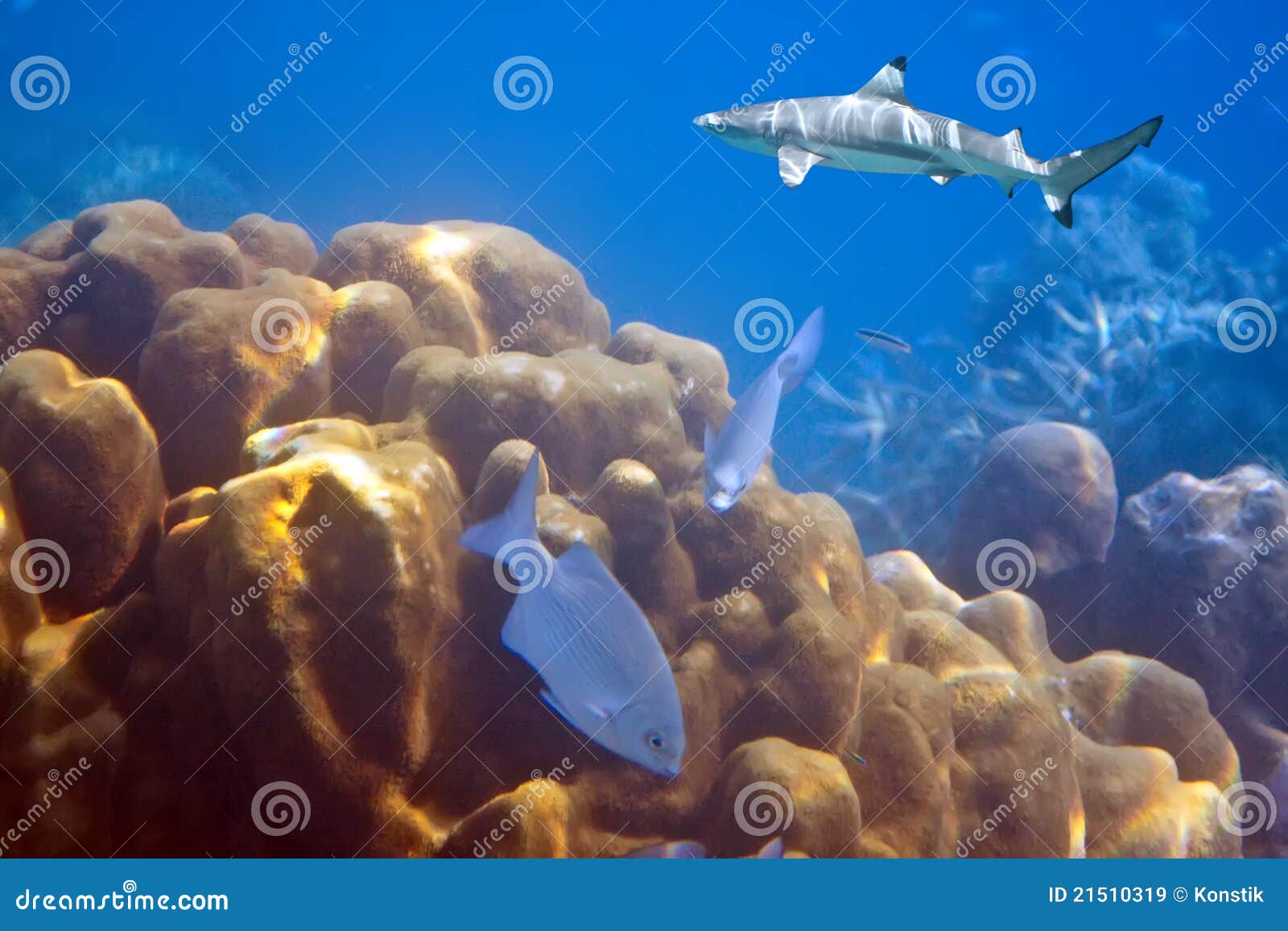 Sharks Over a Coral Reef at Ocean Stock Image - Image of animals
