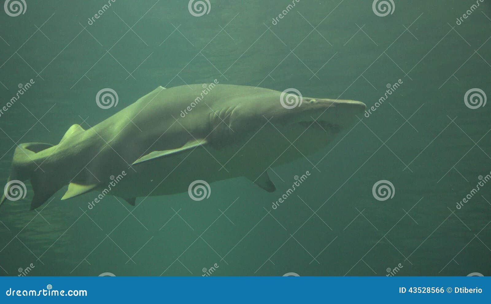 Sharks, Sea Creatures, Fish, Animals Stock Footage - Video of caribbean,  fins: 43528566