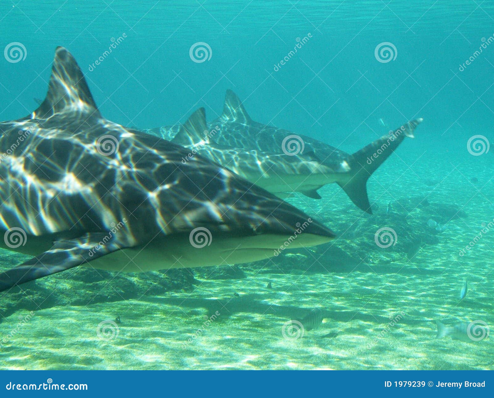 Sharks in the shallow stock image. Image of tropical, scuba 1979239