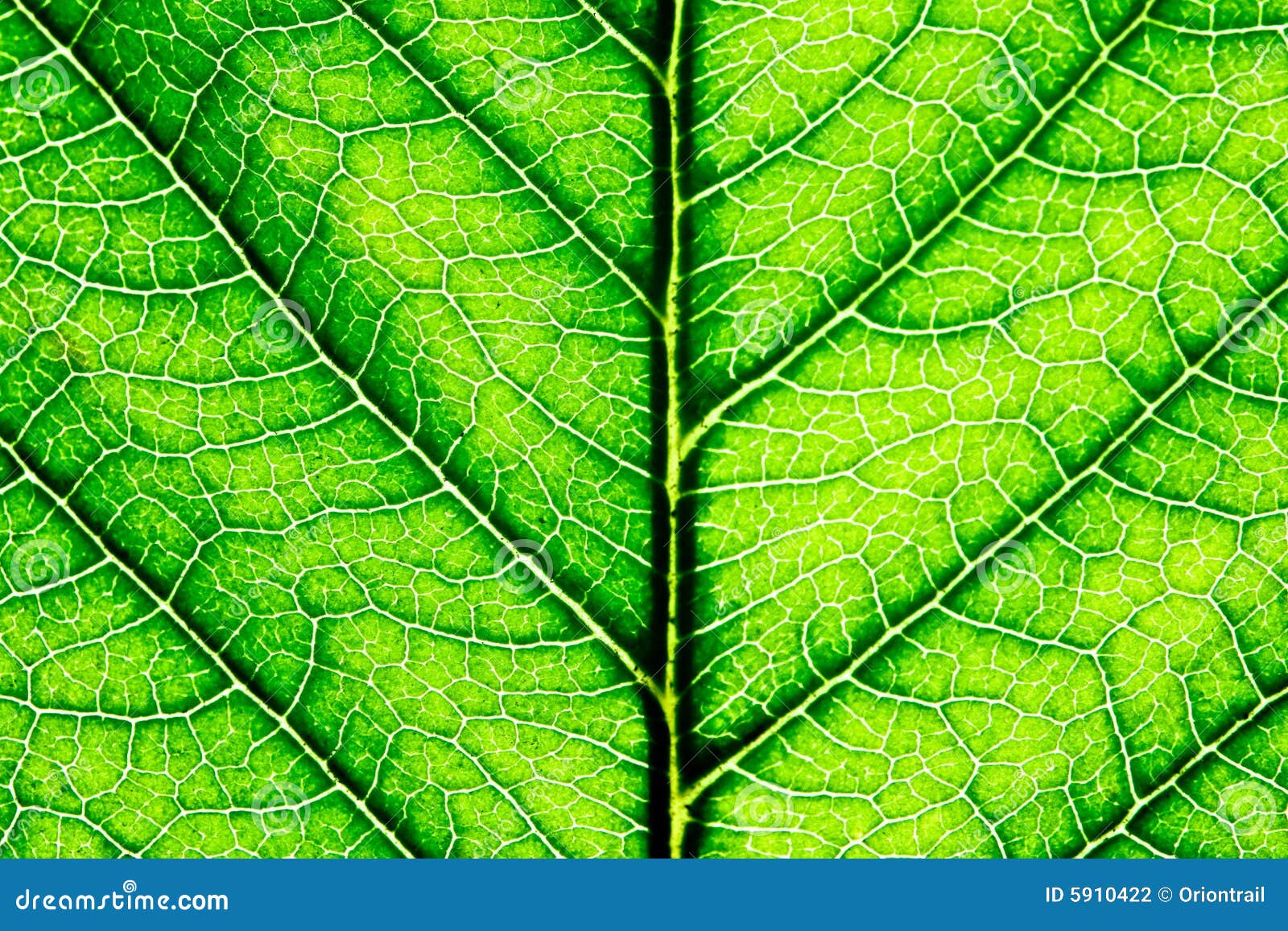 Sharp Closeup of a Green Leaf Stock Photo Image of background