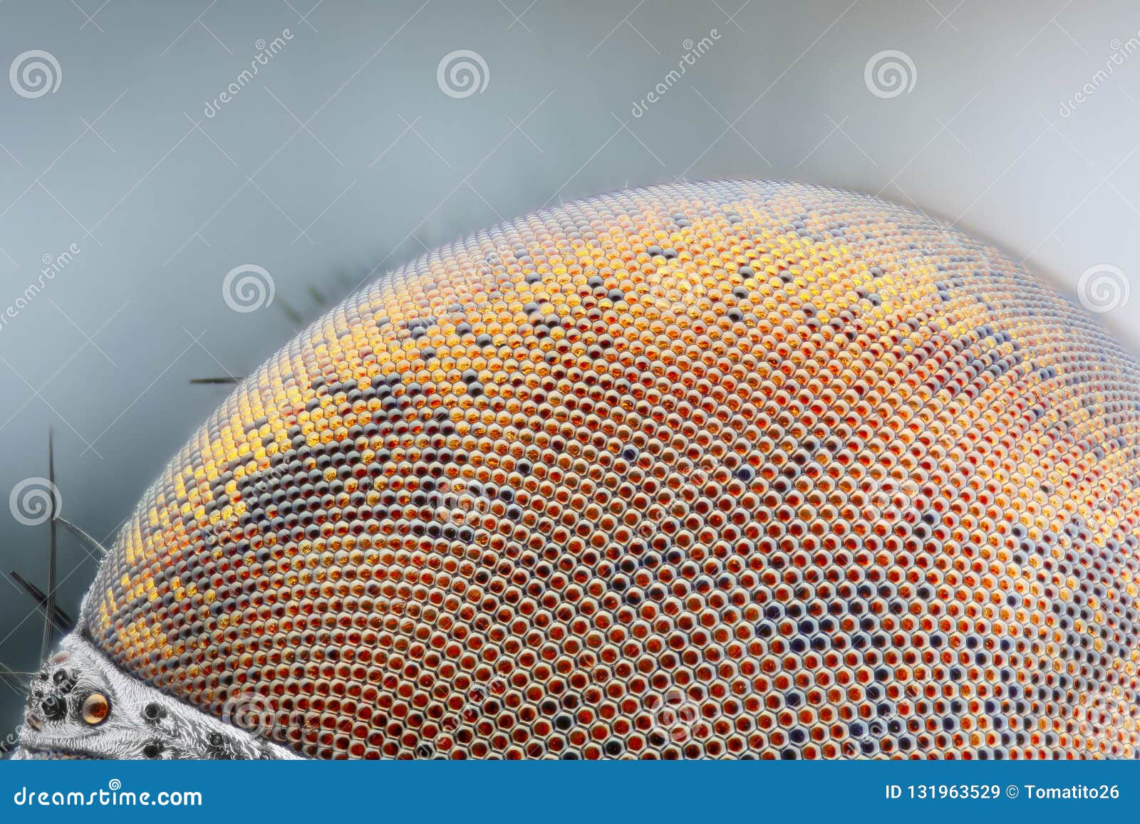 sharp and detailed dried dead fly compound eye surface at extreme magnification taken with microscope objective