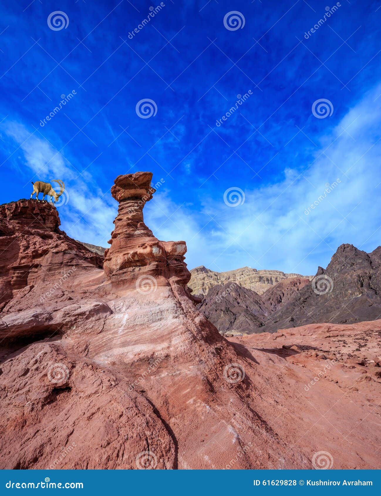 Sharphorned Goat in the Eilat Mountains Stock Photo Image of arid
