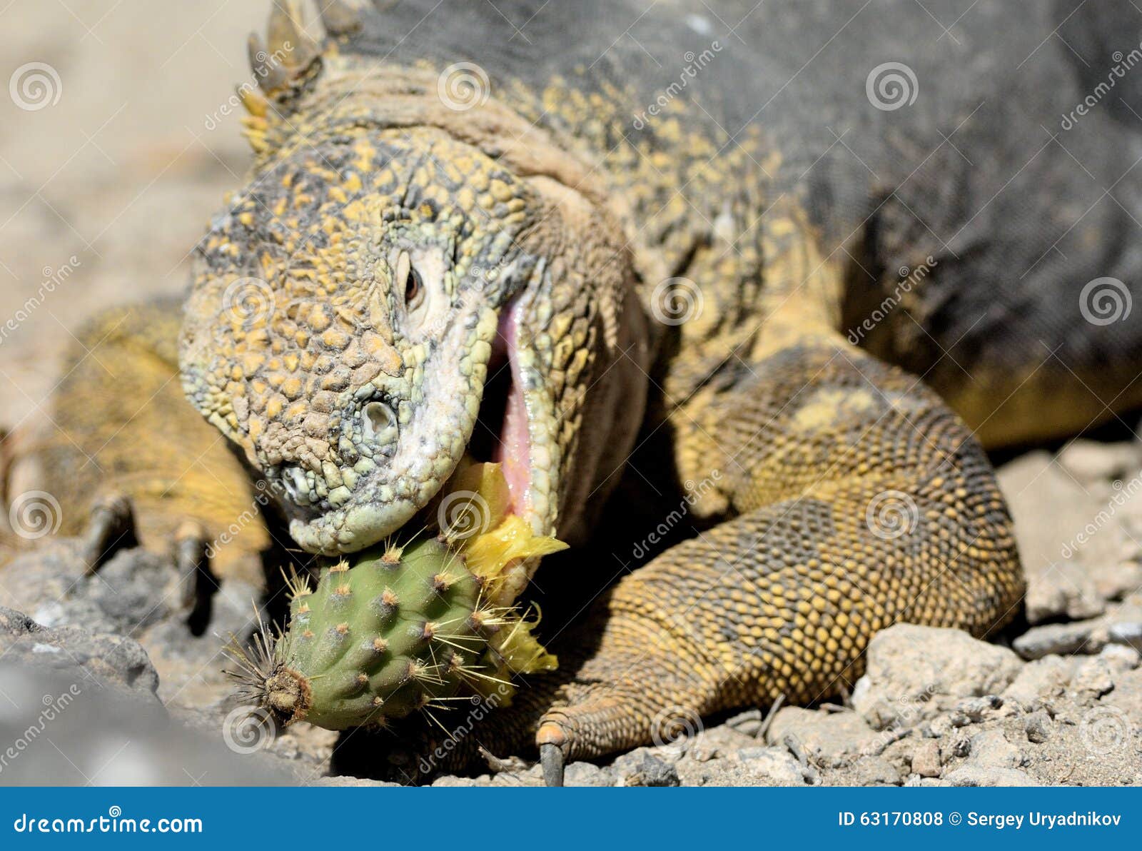 sharp meal. the land iguana eating prickly pear cactus.the galapagos land iguana (conolophus subcristatus)