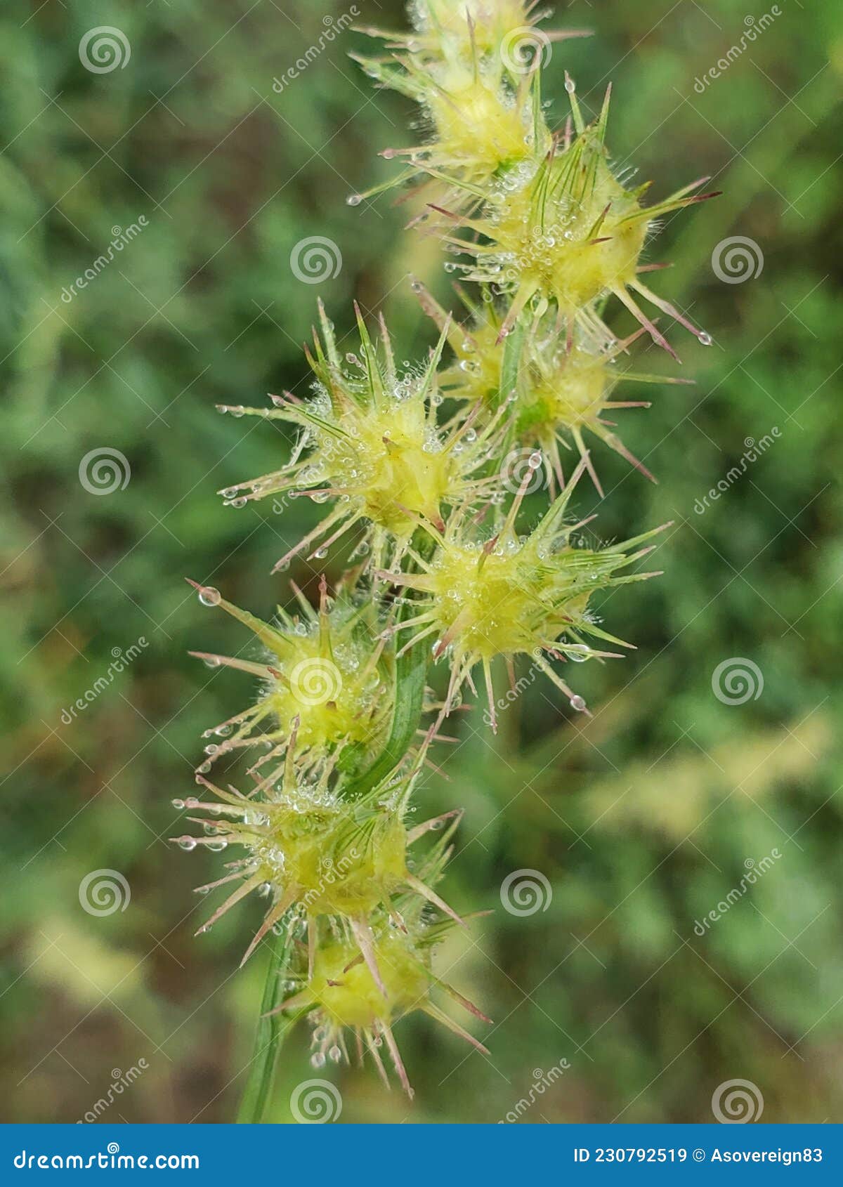 Sharp Sandbur Grass Weed Growing in the Lawn Stock Image Image of invasive, grass 230792519