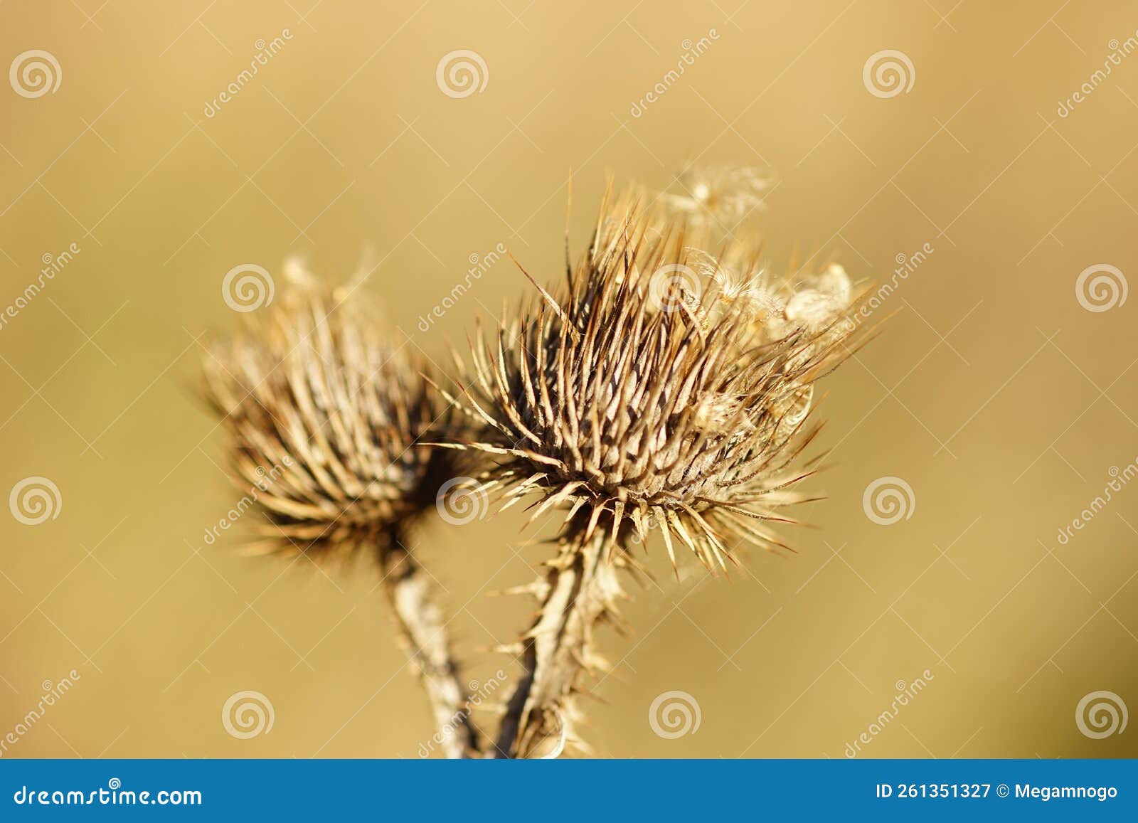 Sharp Thorn Dry Plant Growing in Sunny Brown Field. Macro Image Stock