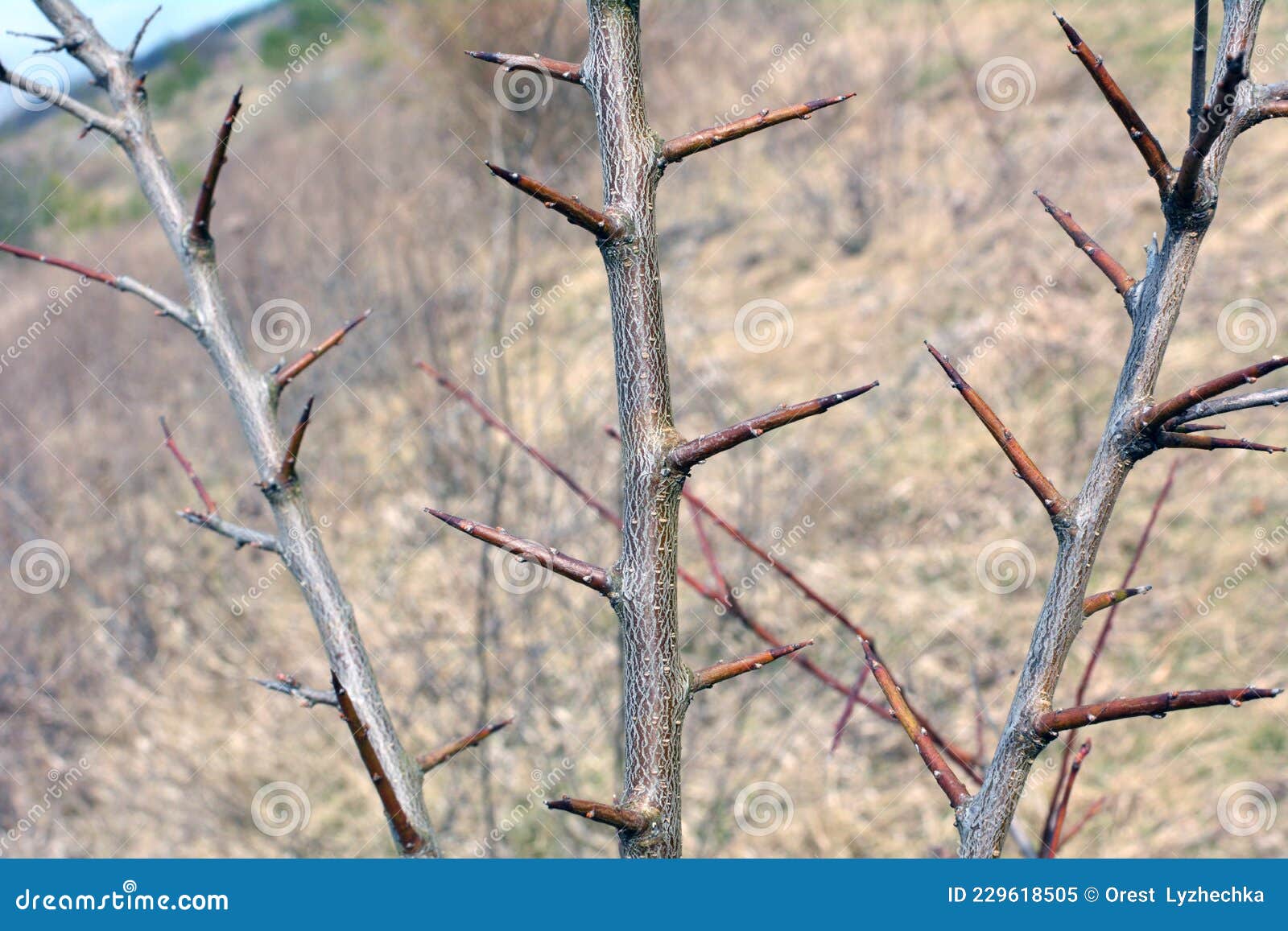 Sharp Thorns on a Branch of a Bush and a Tree Stock Image Image of