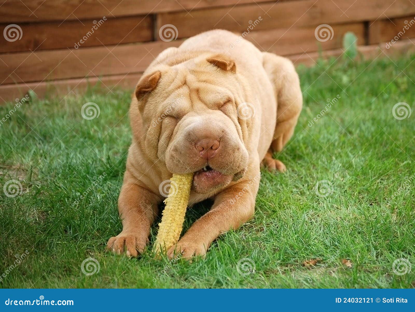Can A Dog Digest A Corn Cob
