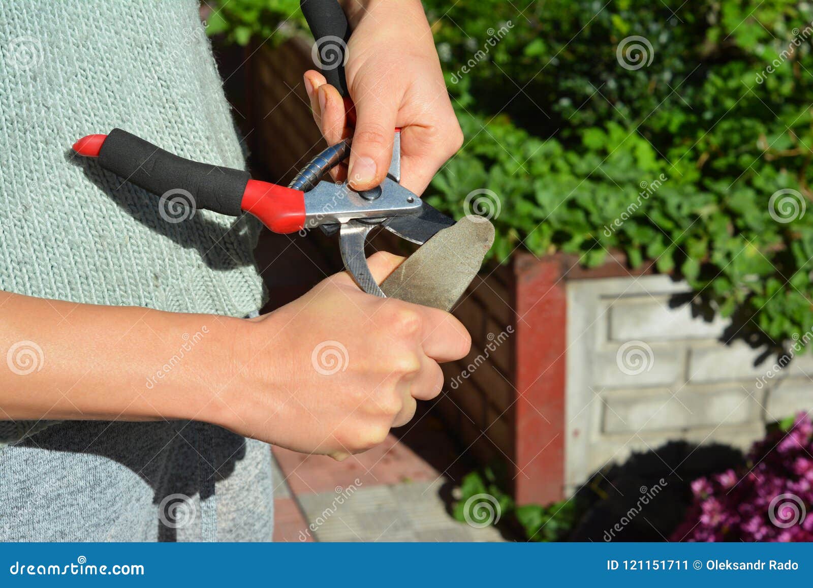 woman sharpen pruning shears. gardener cleaning and sharpening garden tools.