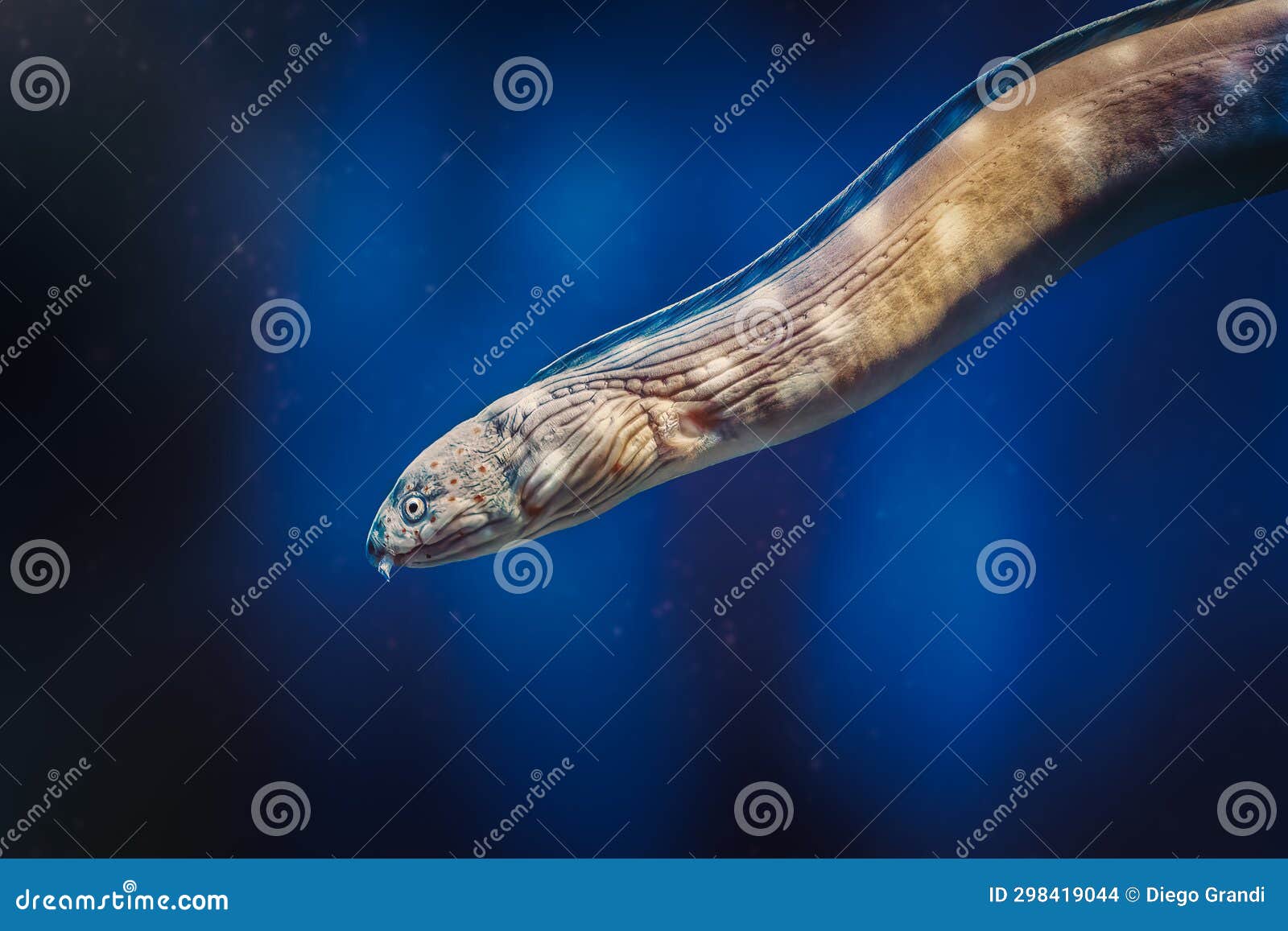 Sharptail Snakeeel Underwater Moray Eel Stock Photo Image of