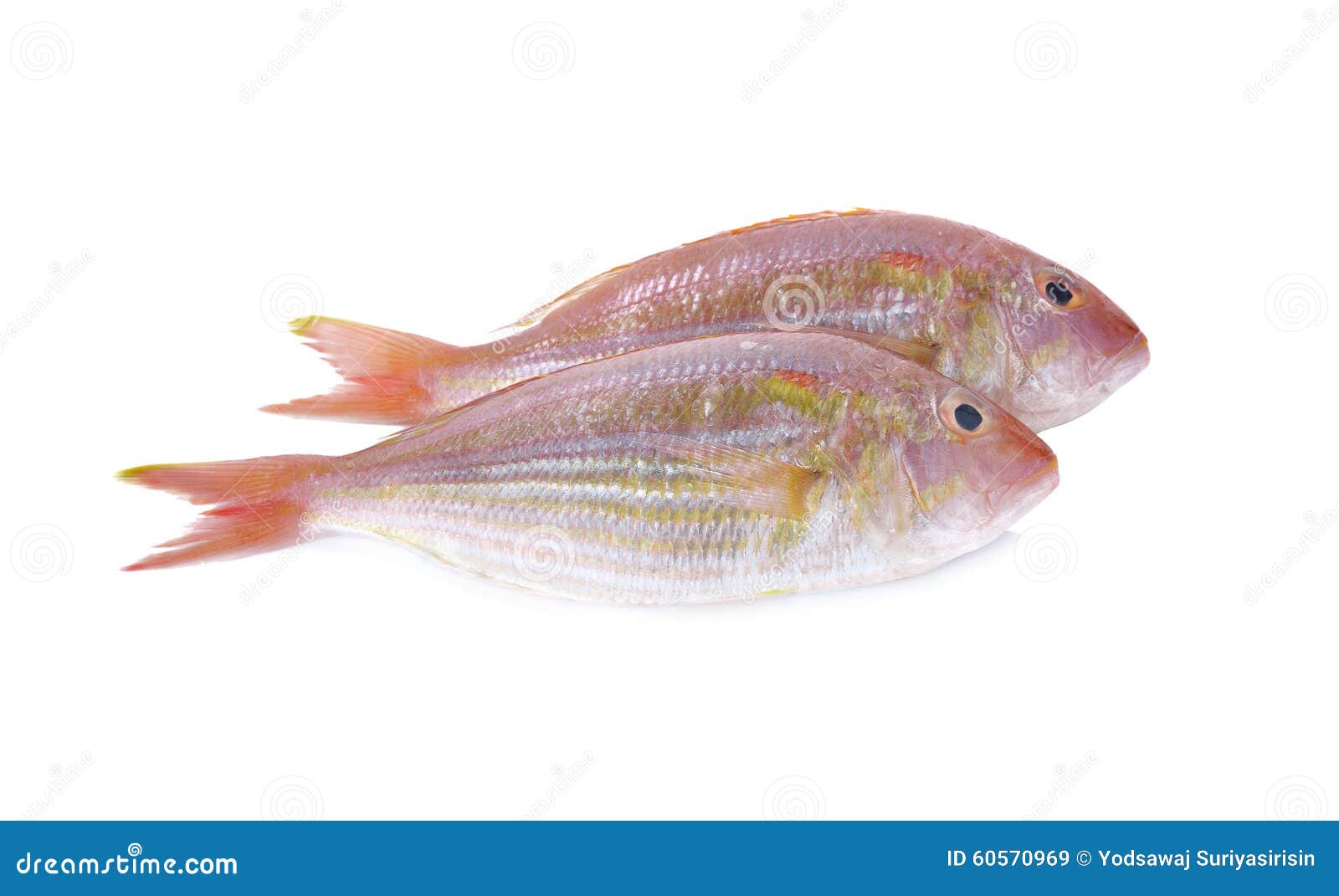 Sharptooth Snapper, Japanese Threadfin Bream on White Stock Image