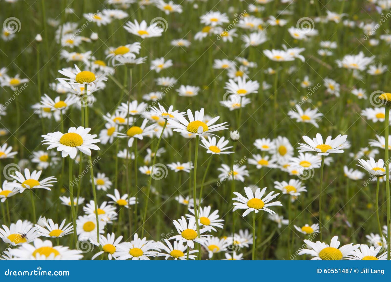 Shasta Daisies stock image. Image of flowers, growing 60551487