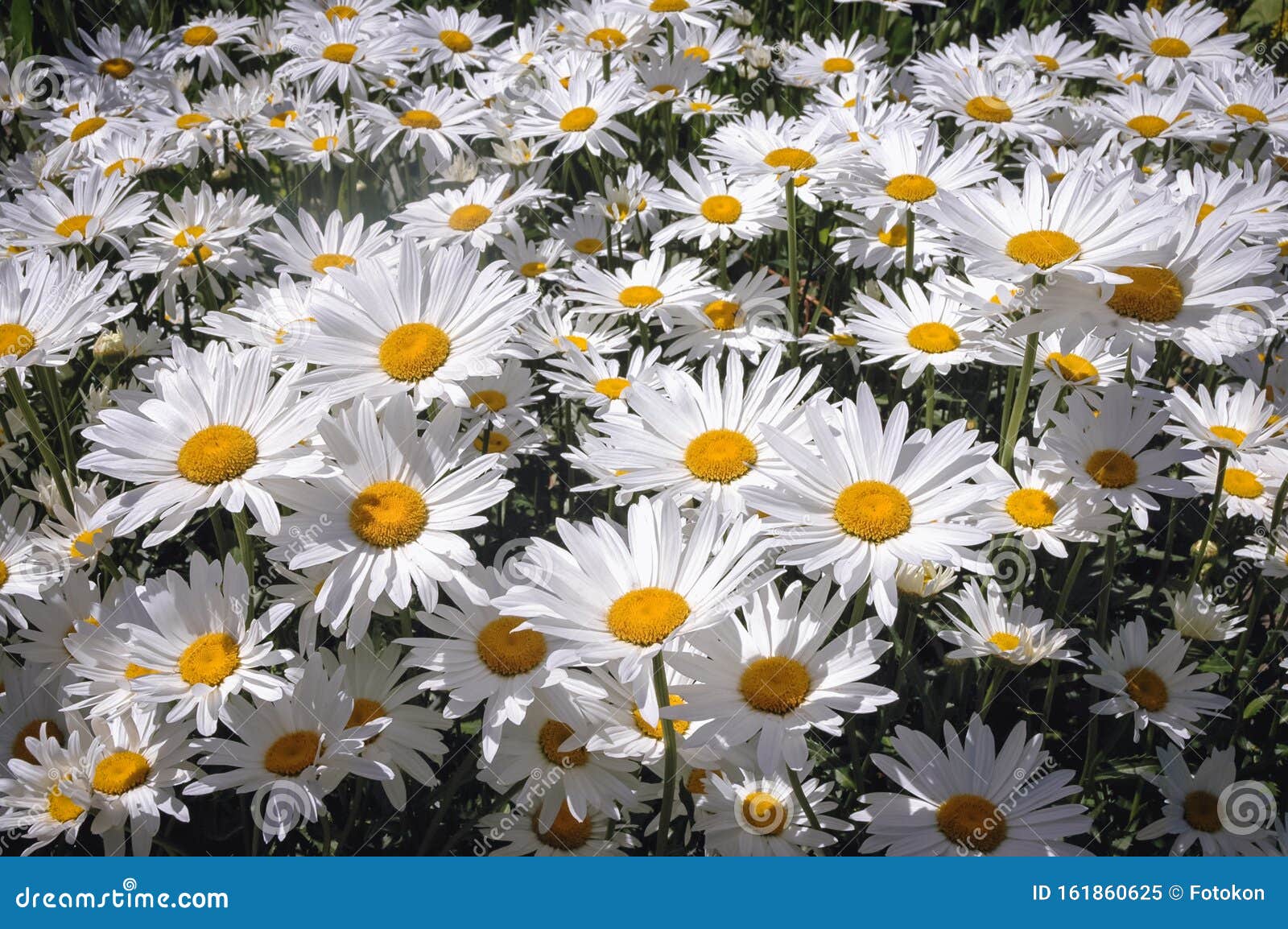 Shasta daisies flowers stock image. Image of flora, botanical - 161860625