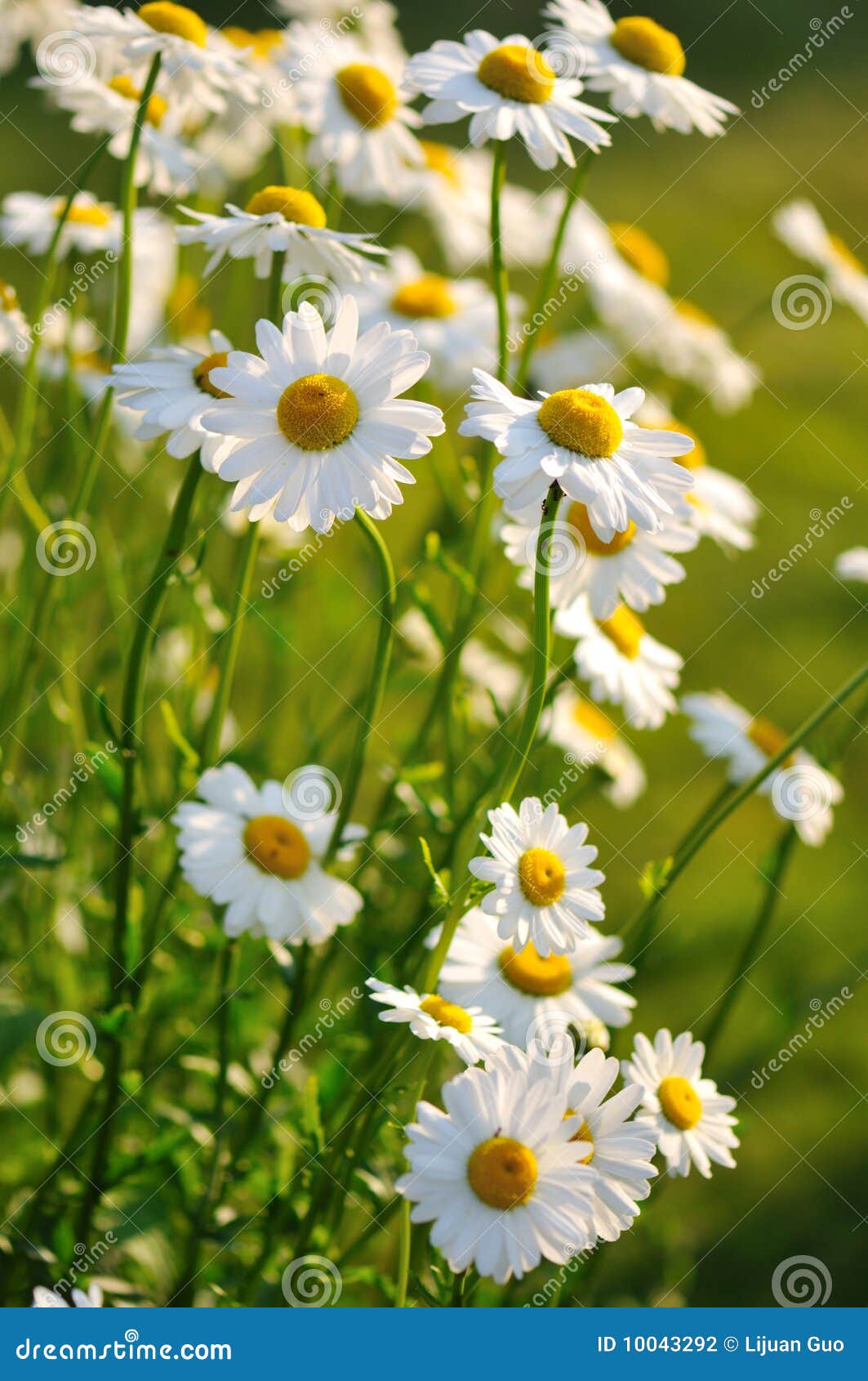 shasta daisy flowers