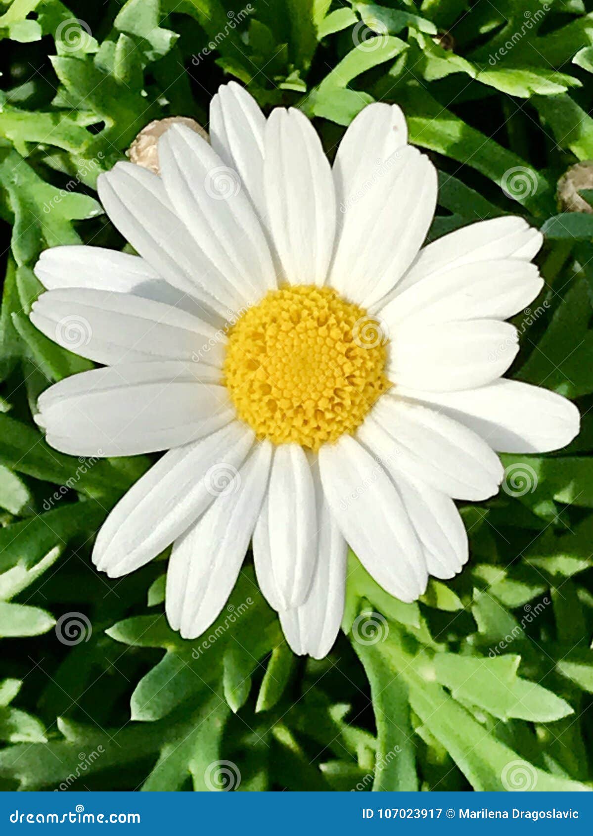 Little White Daisy In Green Grass Stock Image Image Of Flower Petal 107023917