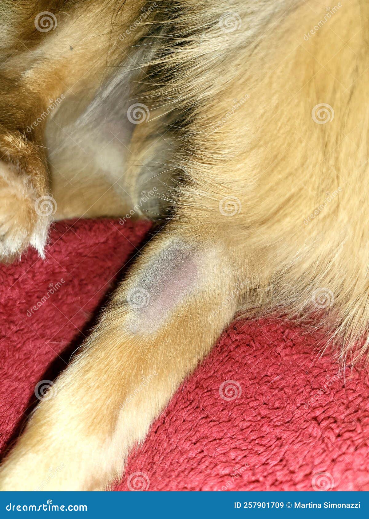 Shaved Leg of a Small Dog Prepared for Injection or Infusion Stock